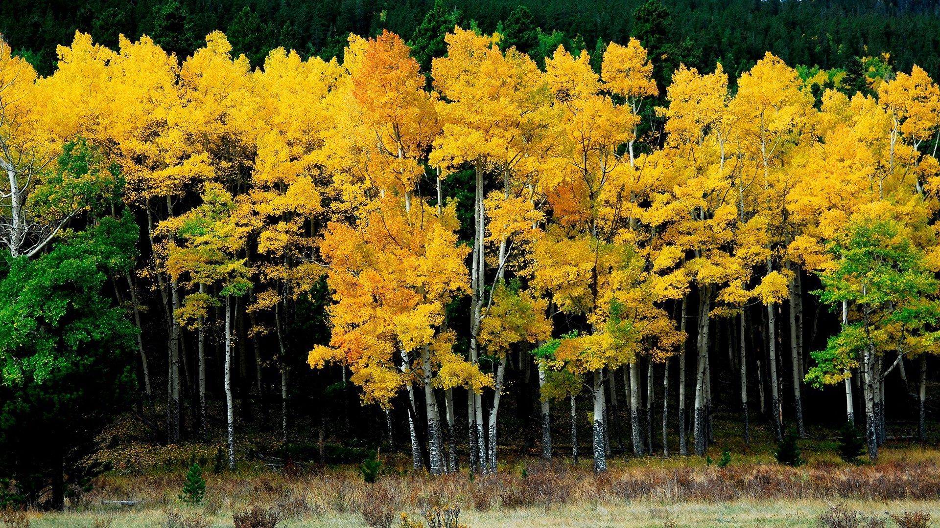 123796 завантажити картинку природа, осінь, листя, берези, жовтий - шпалери і заставки безкоштовно