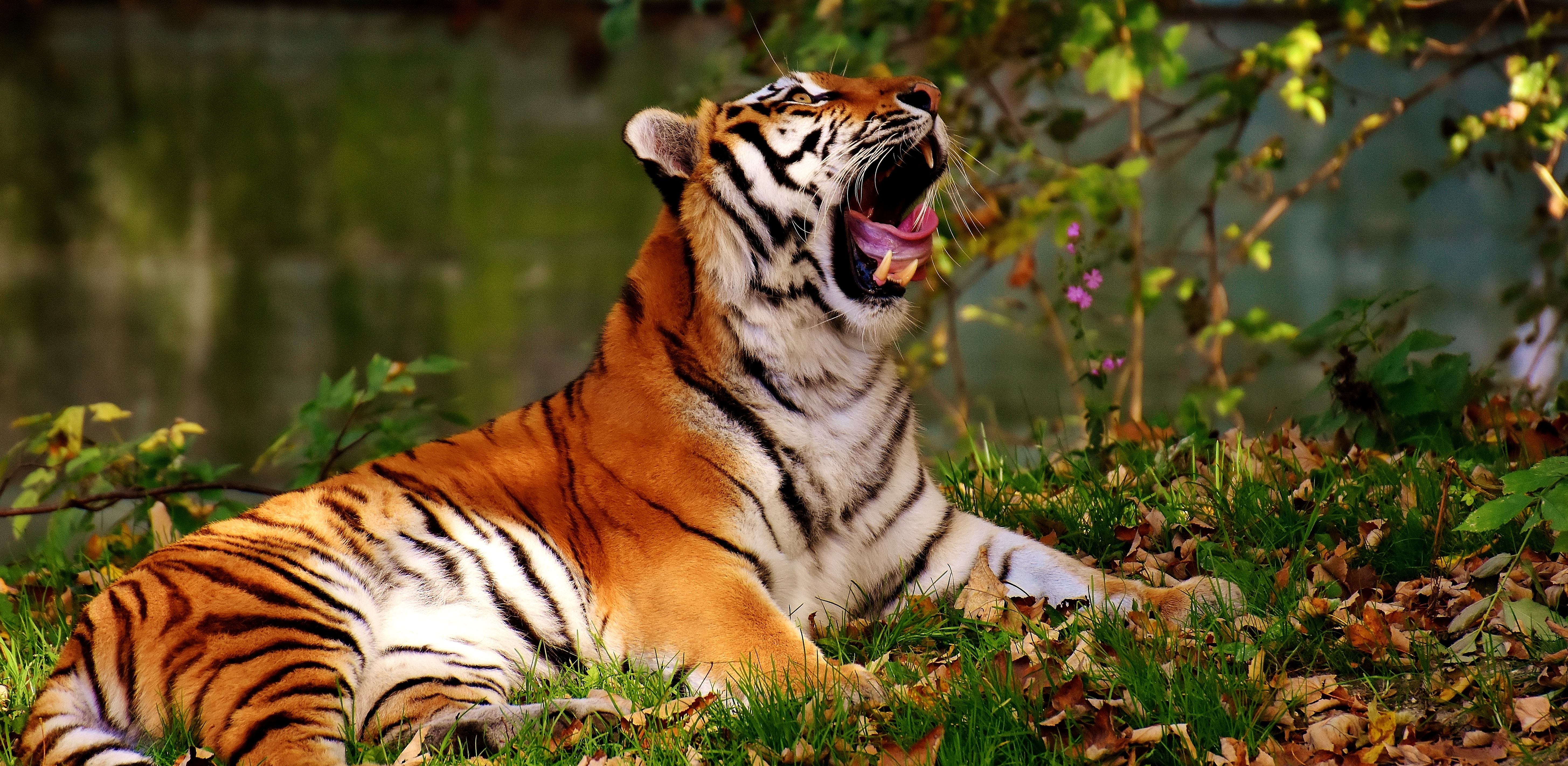 82797 descargar fondo de pantalla animales, depredador, gato grande, tigre, bostezos: protectores de pantalla e imágenes gratis