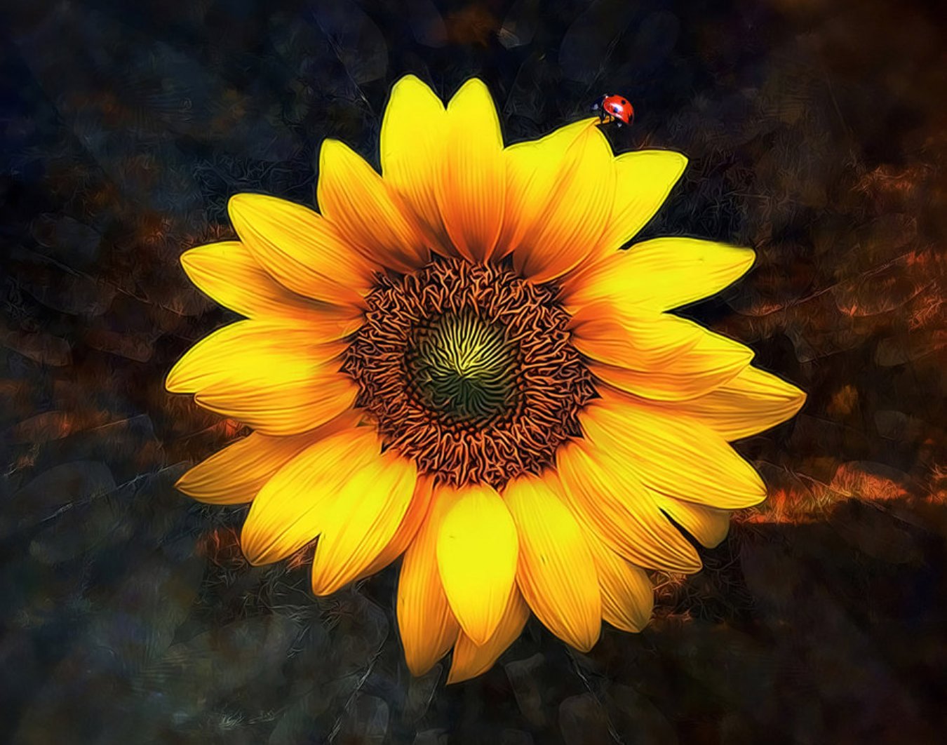 Descarga gratuita de fondo de pantalla para móvil de Girasol, Flores, Tierra/naturaleza.