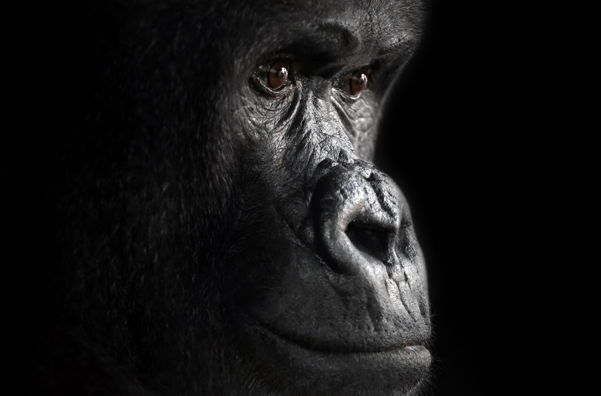 animal, gorilla, ape, close up, monkey, primate, monkeys