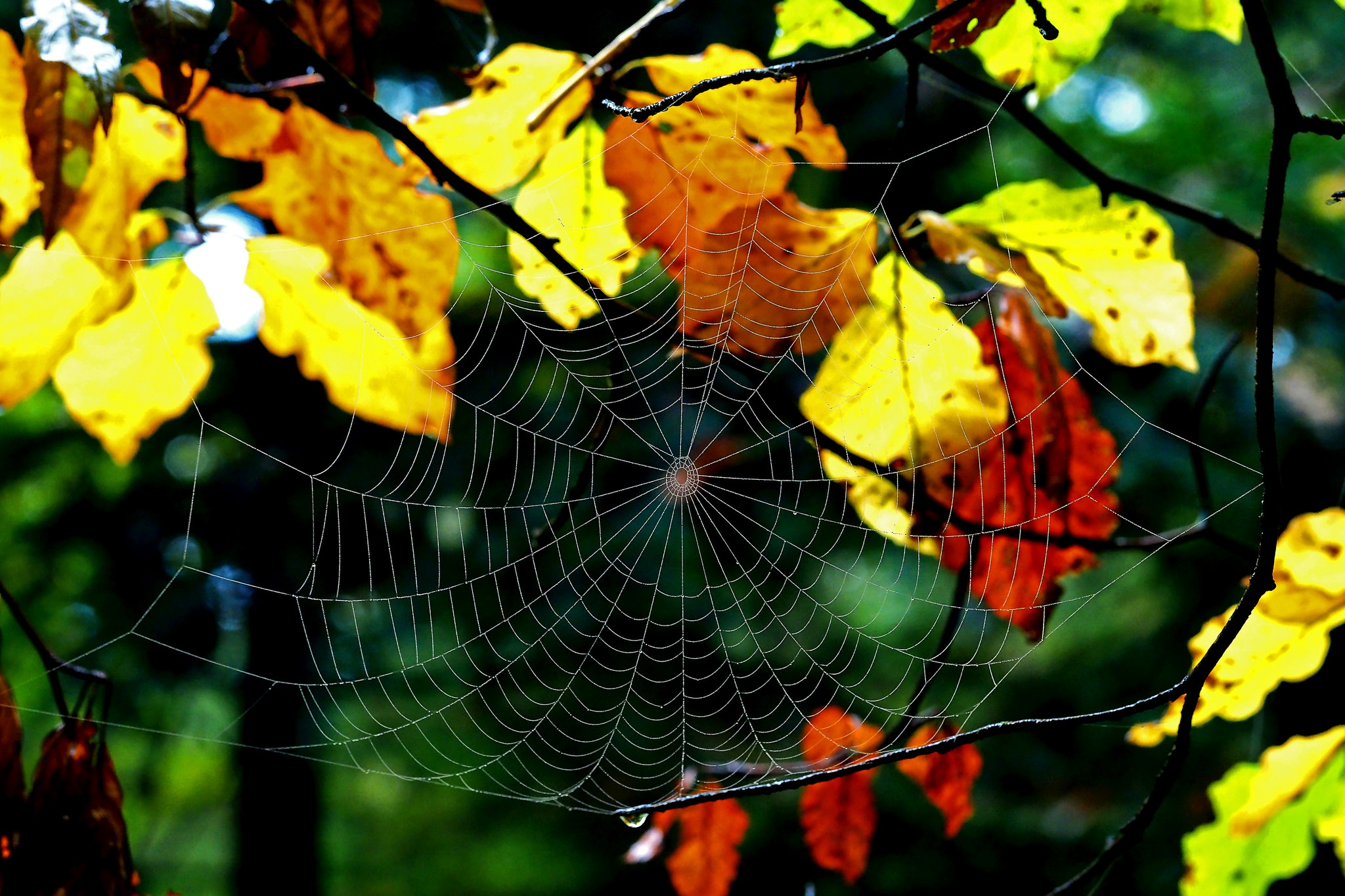 Free download wallpaper Close Up, Leaf, Photography, Spider Web on your PC desktop