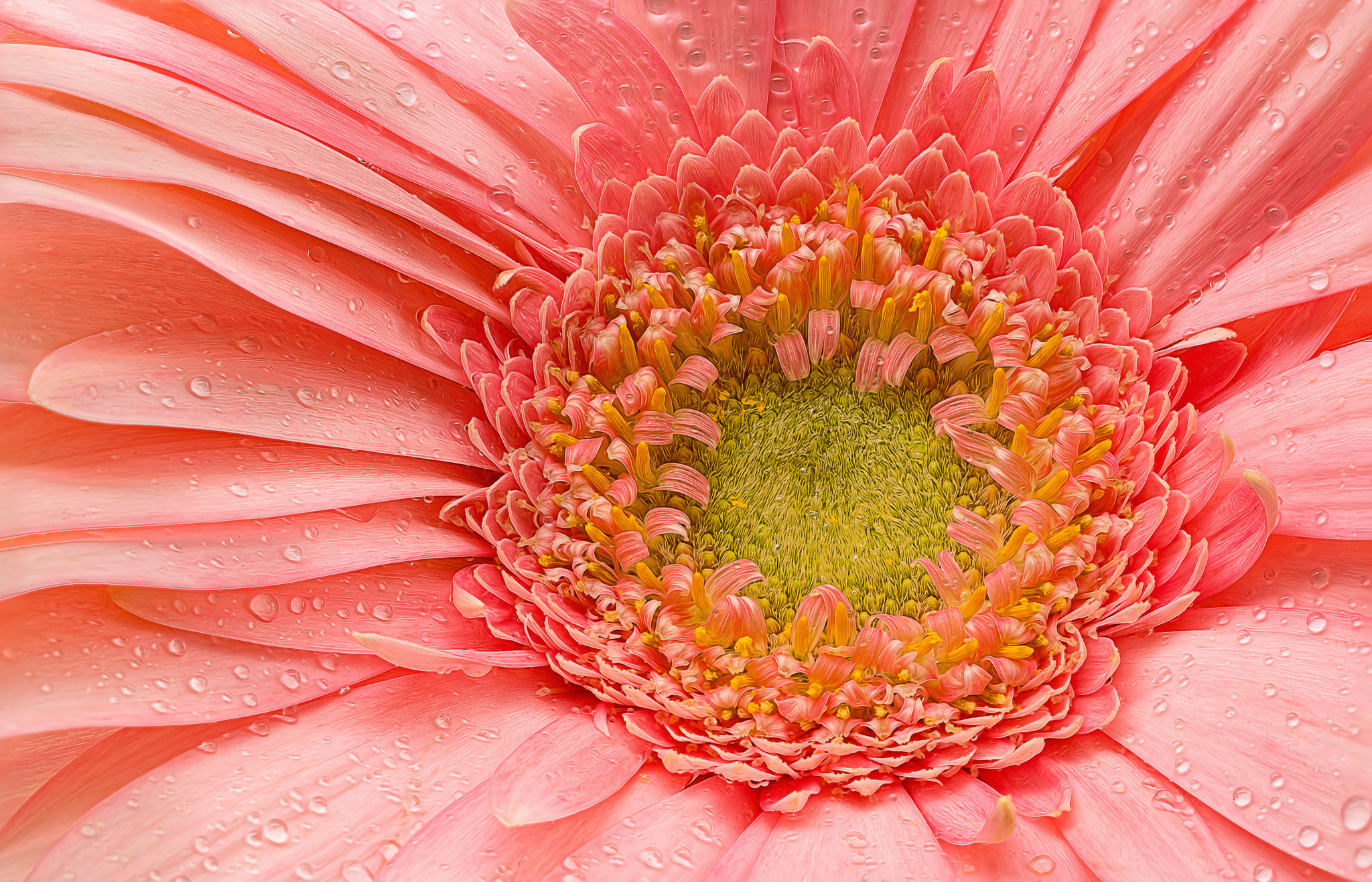 無料モバイル壁紙フラワーズ, ガーベラ, 花, 大きい, 地球, 花弁, 水滴, ピンクの花をダウンロードします。