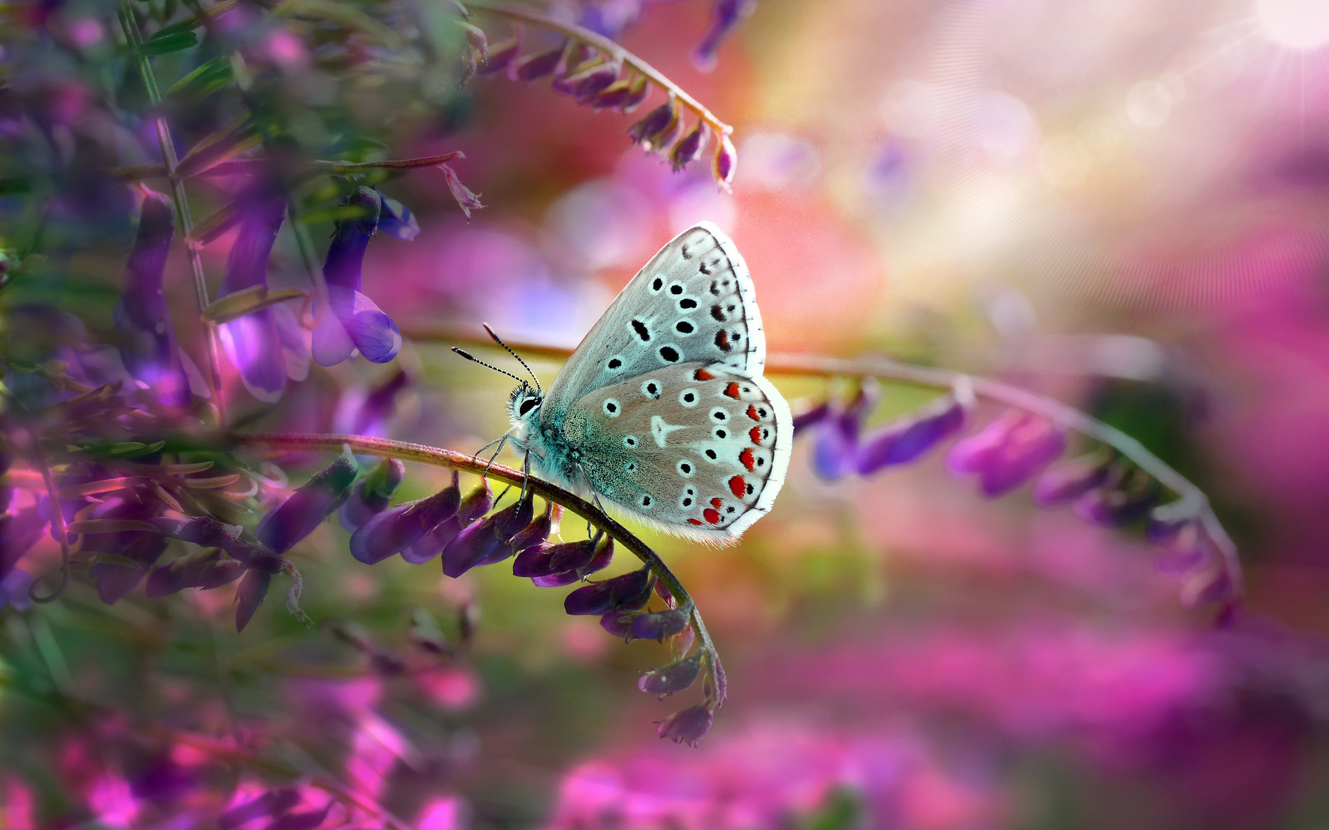 Download mobile wallpaper Macro, Insect, Butterfly, Animal, Purple Flower for free.