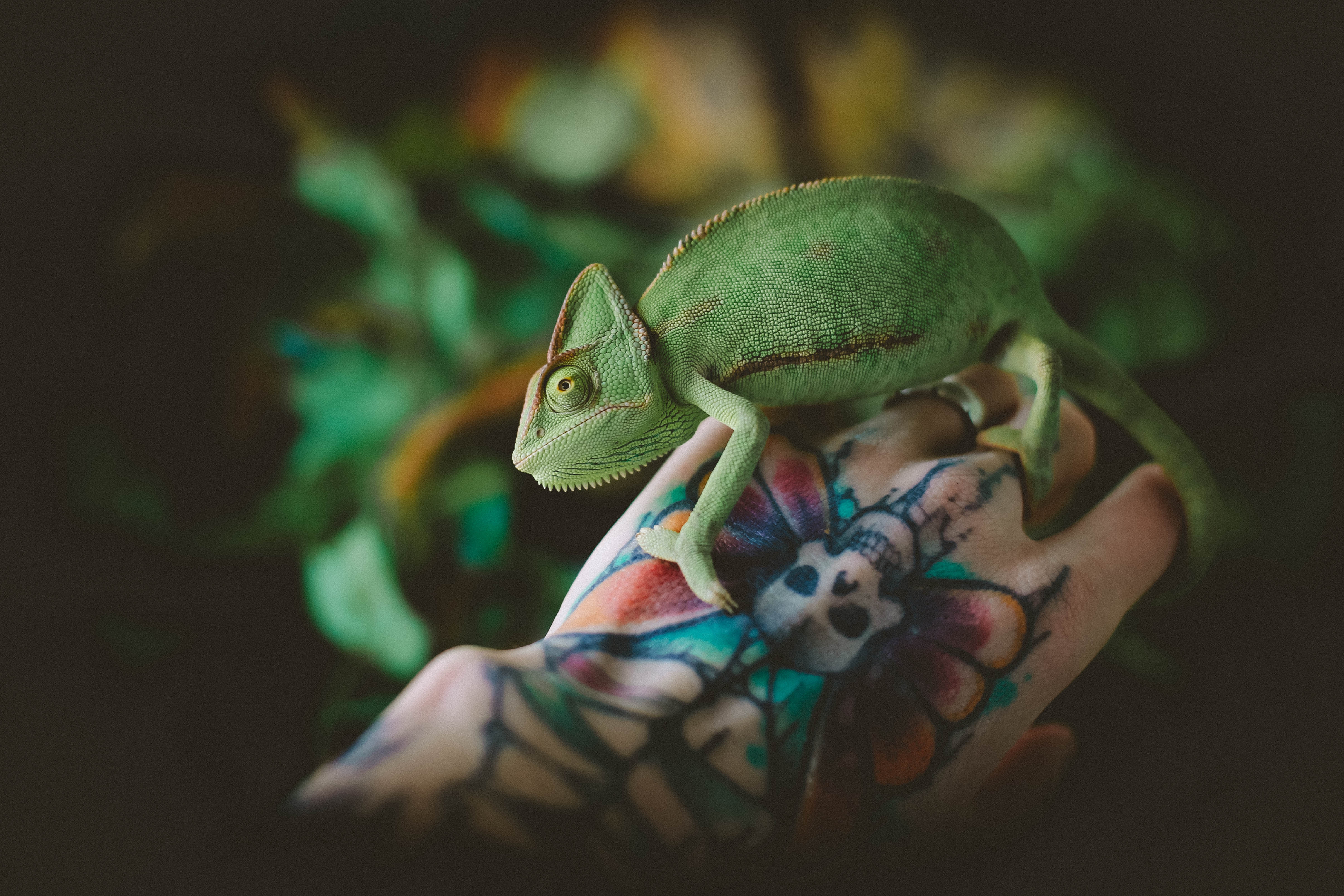 tattoo, animals, green, hand, lizard, reptile, chameleon Full HD