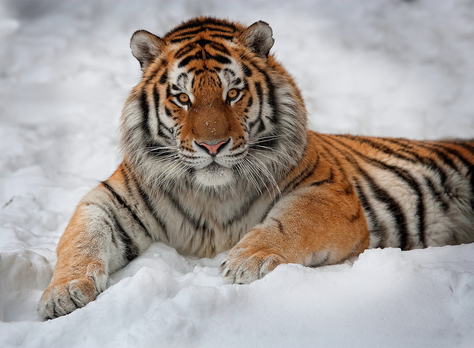 Завантажити шпалери Амурський Тигр на телефон безкоштовно
