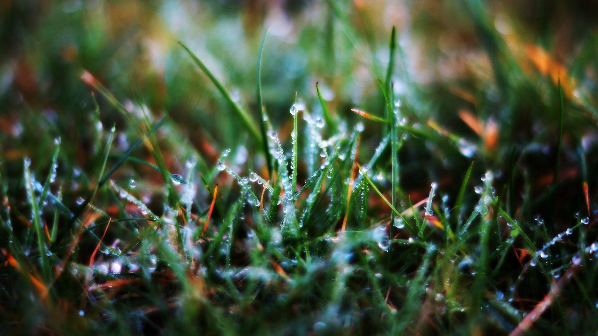 grass, drops, macro, wet, morning, dew, humid 32K