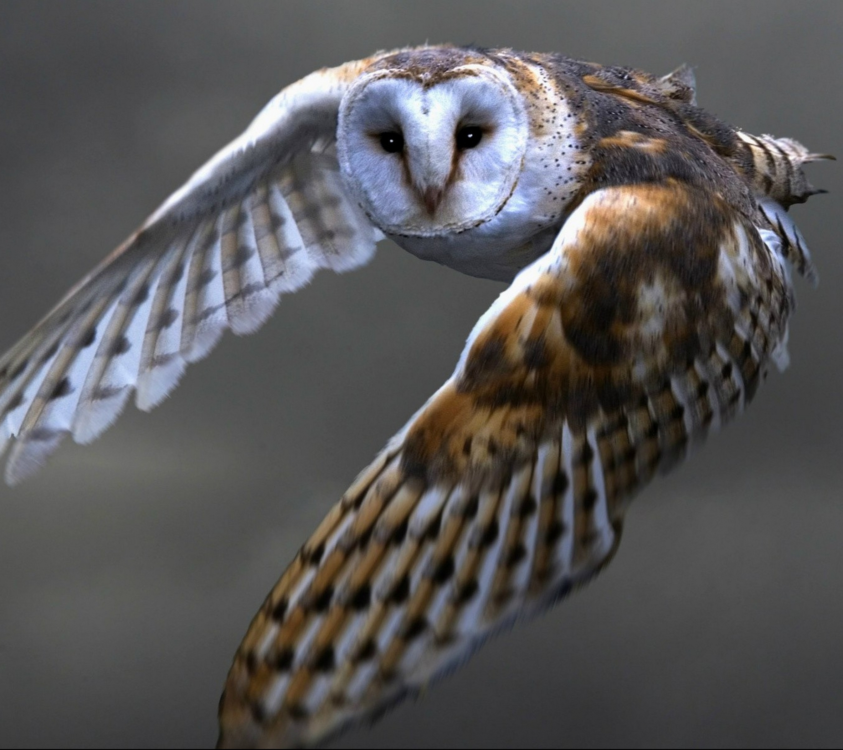 Download mobile wallpaper Birds, Owl, Bird, Animal, Barn Owl for free.