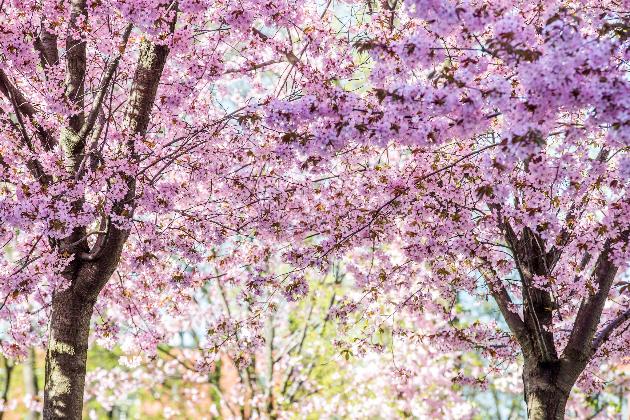 PCデスクトップに自然, フラワーズ, 木, 花, 地球, 春, サニー, ピンクの花画像を無料でダウンロード