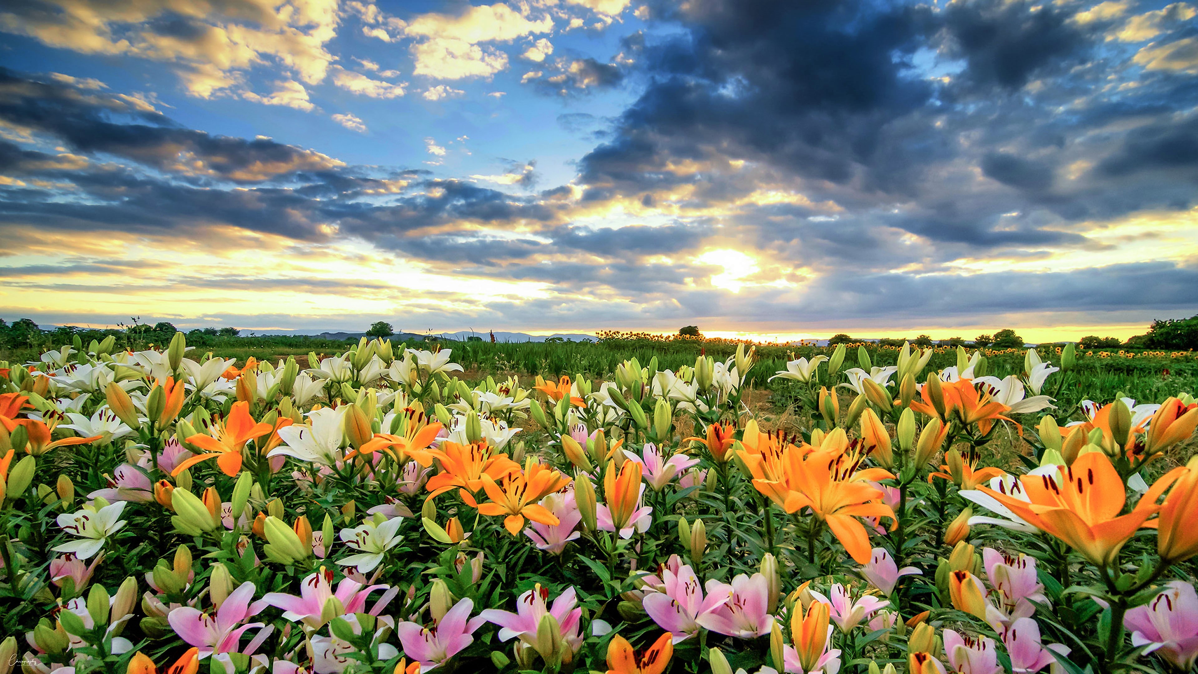Free download wallpaper Flowers, Flower, Earth, Field, Colors, Colorful, Lily on your PC desktop