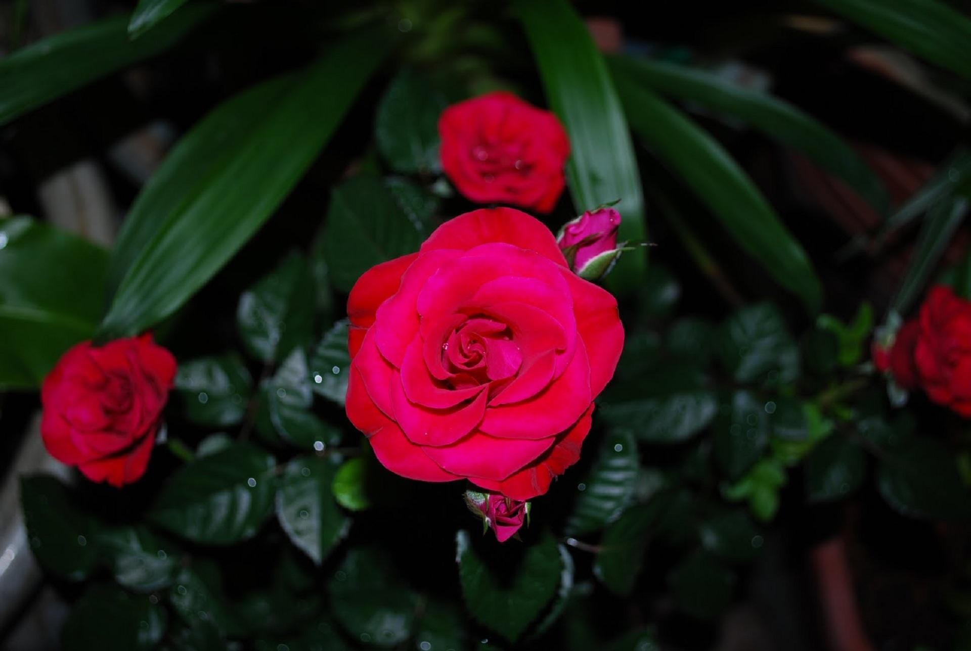 Laden Sie das Natur, Blumen, Blume, Rose, Blatt, Nahansicht, Erde/natur, Pinke Blume-Bild kostenlos auf Ihren PC-Desktop herunter