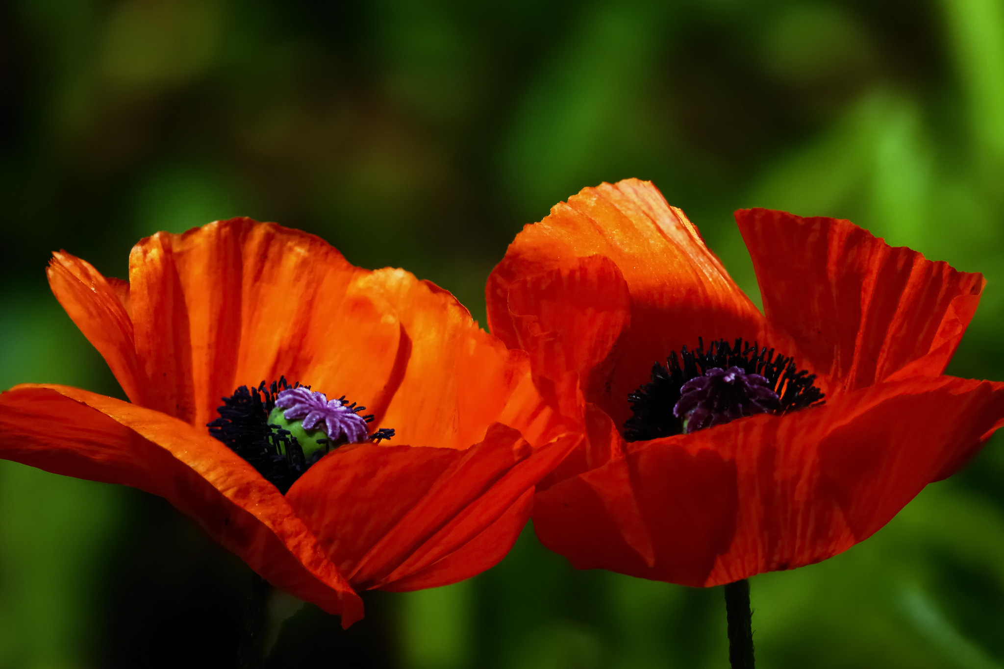 Download mobile wallpaper Nature, Flowers, Flower, Close Up, Earth, Poppy, Orange Flower for free.