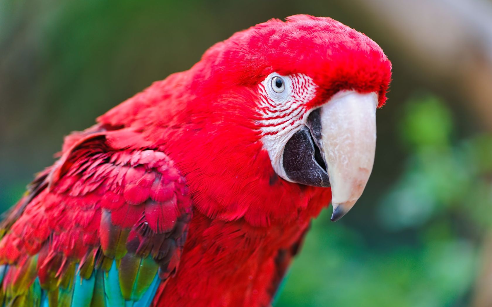 Download mobile wallpaper Animal, Macaw for free.