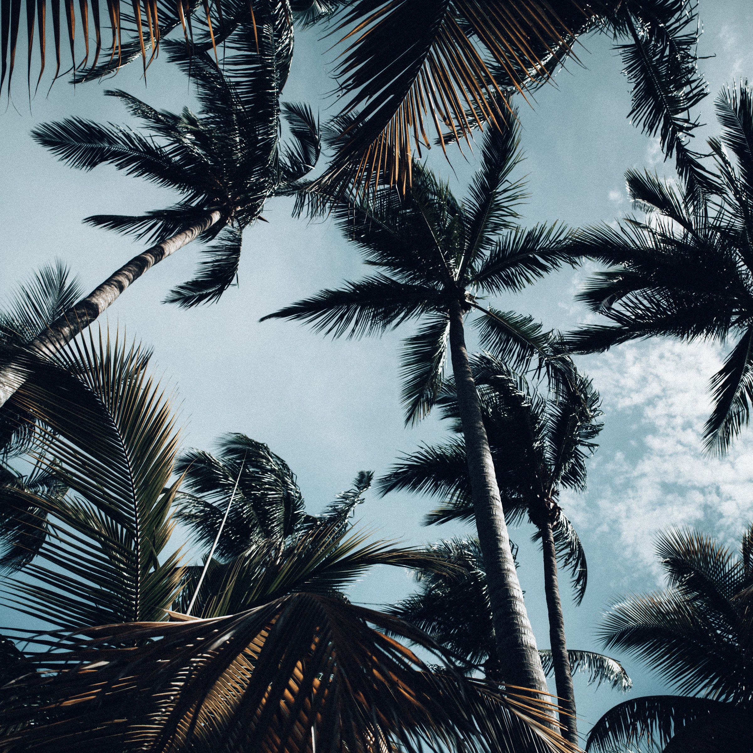 Free download wallpaper Sky, Branches, Bottom View, Nature, Palms on your PC desktop