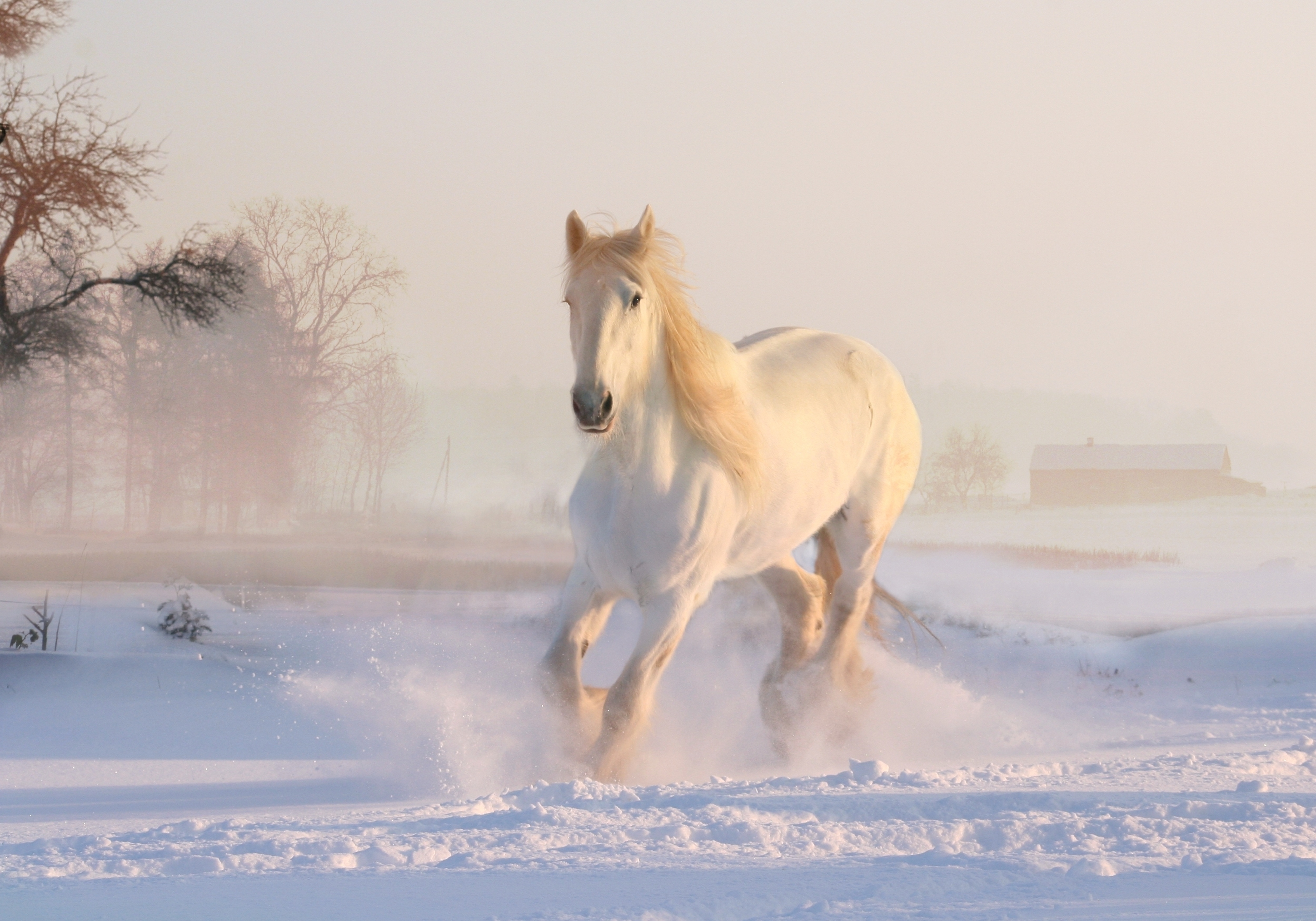 horse, animal, running, snow, winter