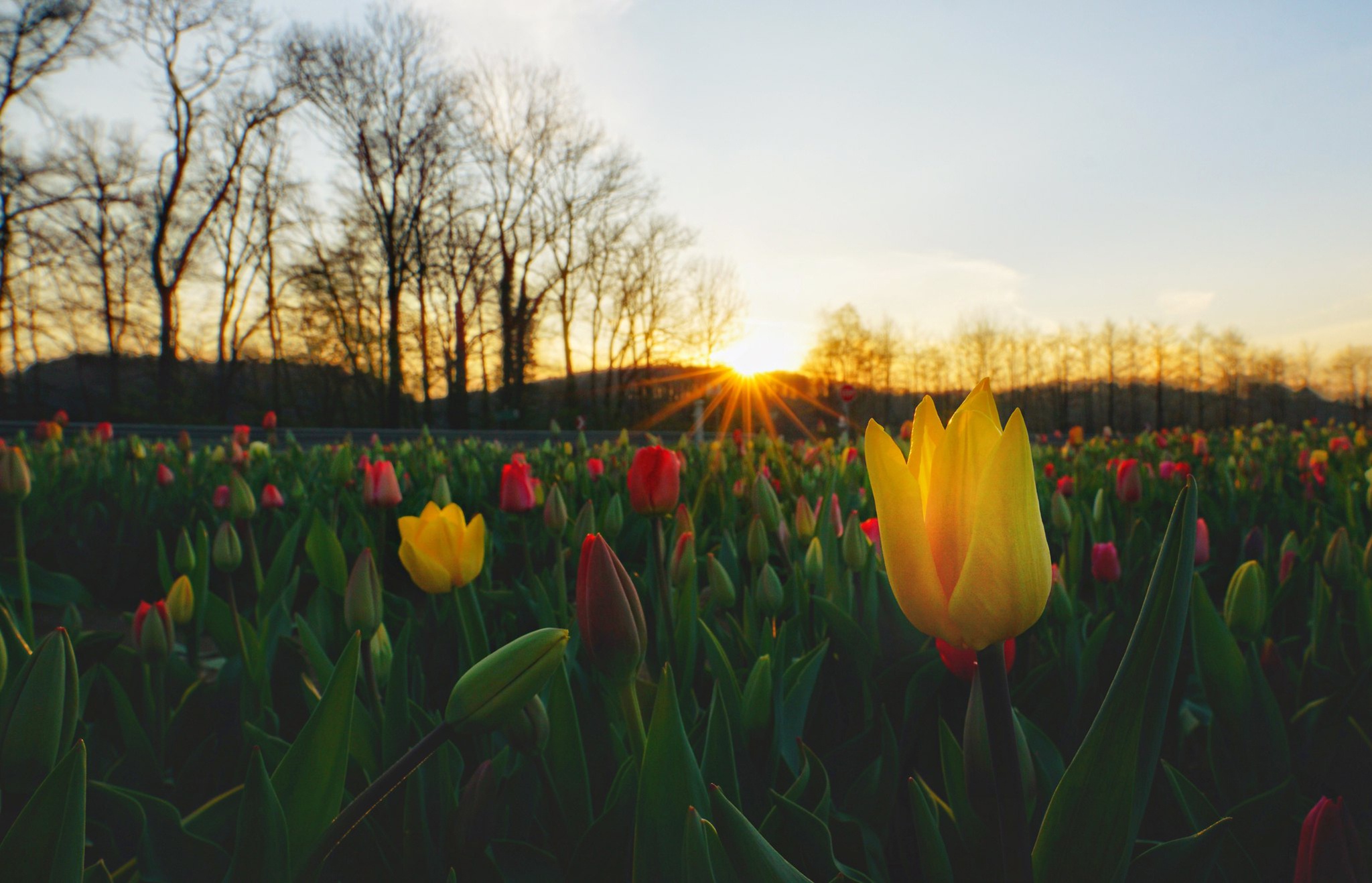 Download mobile wallpaper Nature, Flowers, Sunset, Flower, Earth, Tulip, Yellow Flower, Red Flower for free.