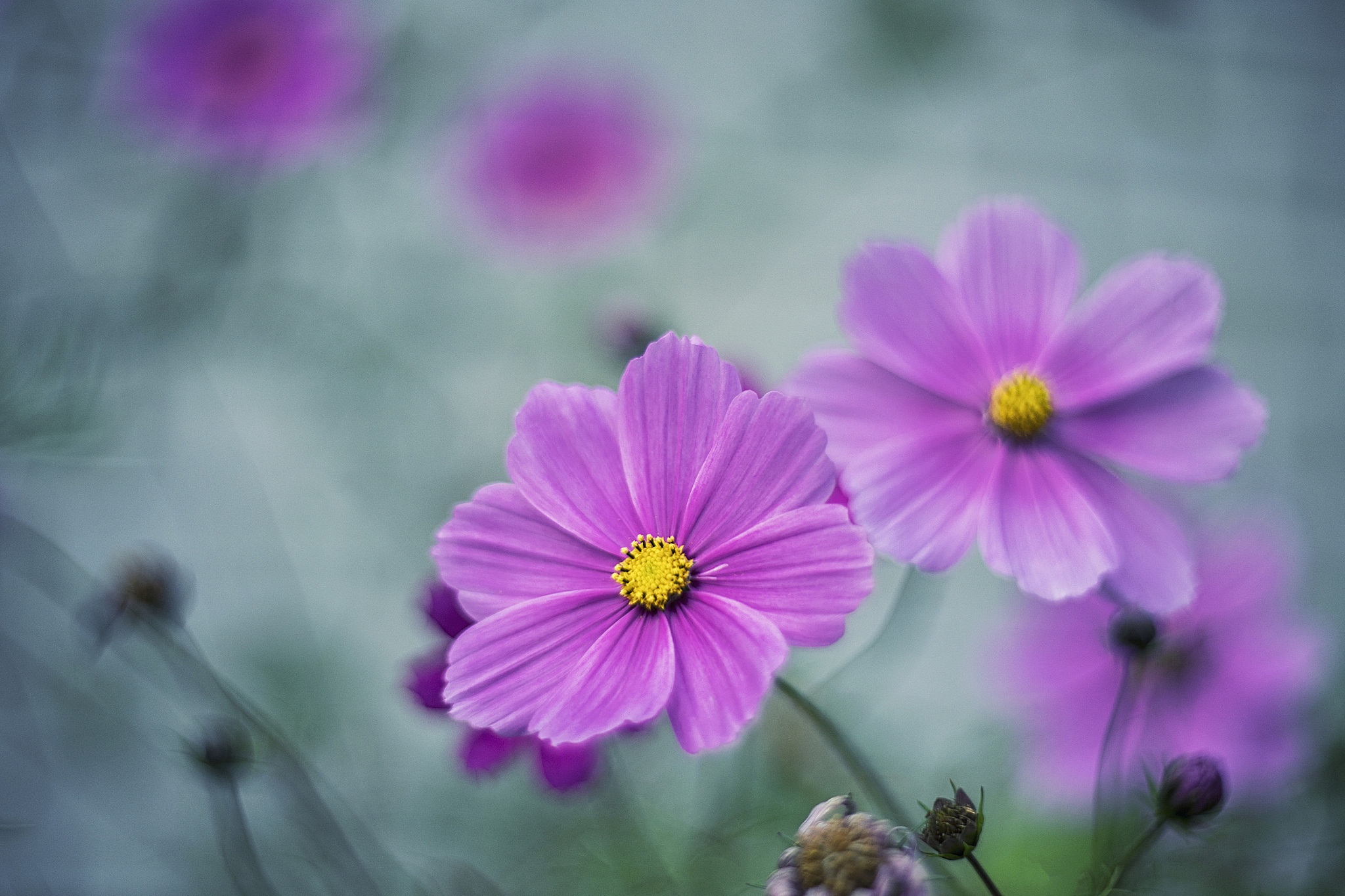 Download mobile wallpaper Nature, Flowers, Flower, Earth, Cosmos, Purple Flower for free.