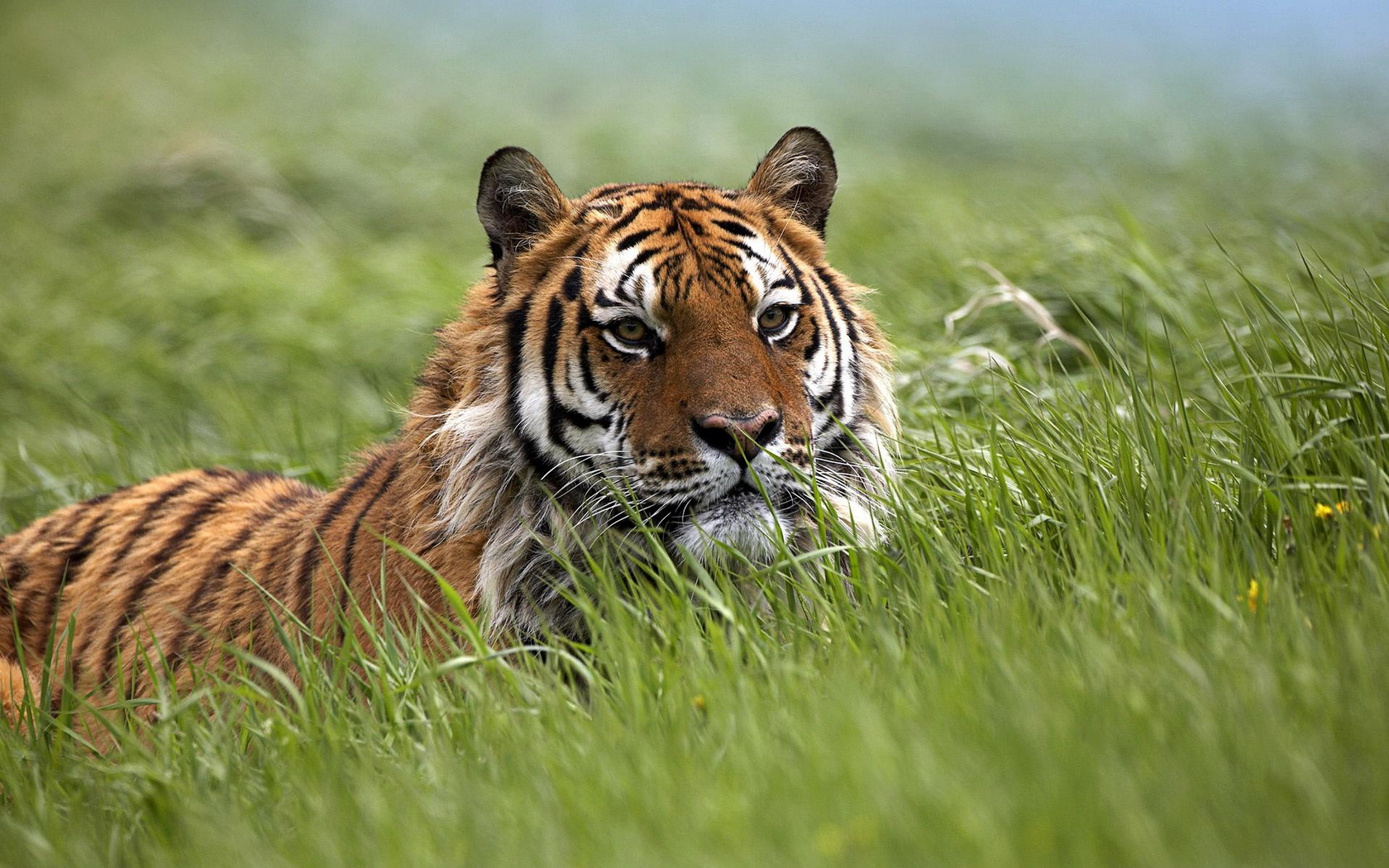 Téléchargez gratuitement l'image Animaux, Tigre sur le bureau de votre PC