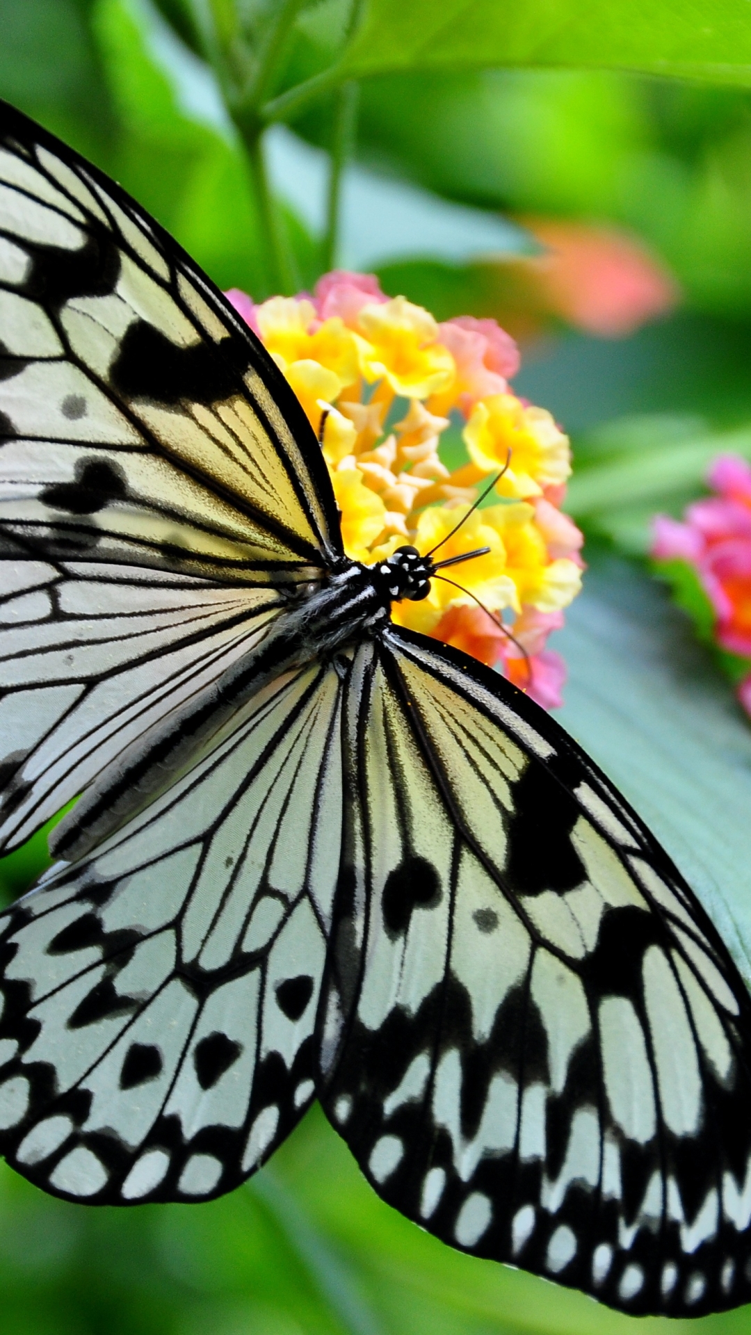 Download mobile wallpaper Flower, Plant, Macro, Close Up, Insect, Butterfly, Animal, Black & White for free.