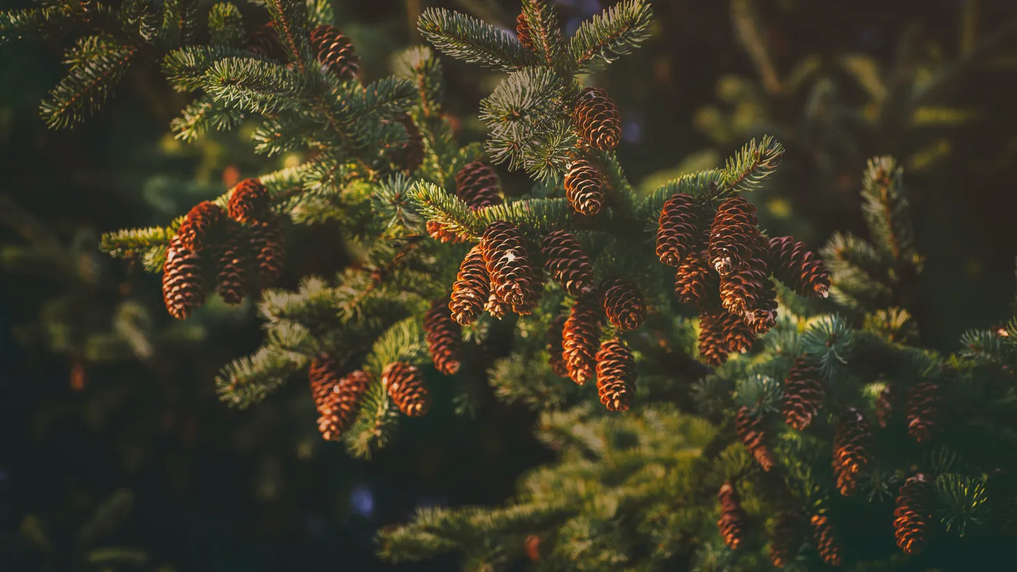Desktop wallpaper: Earth, Branch, Spruce Cone 4K free download for PC ...