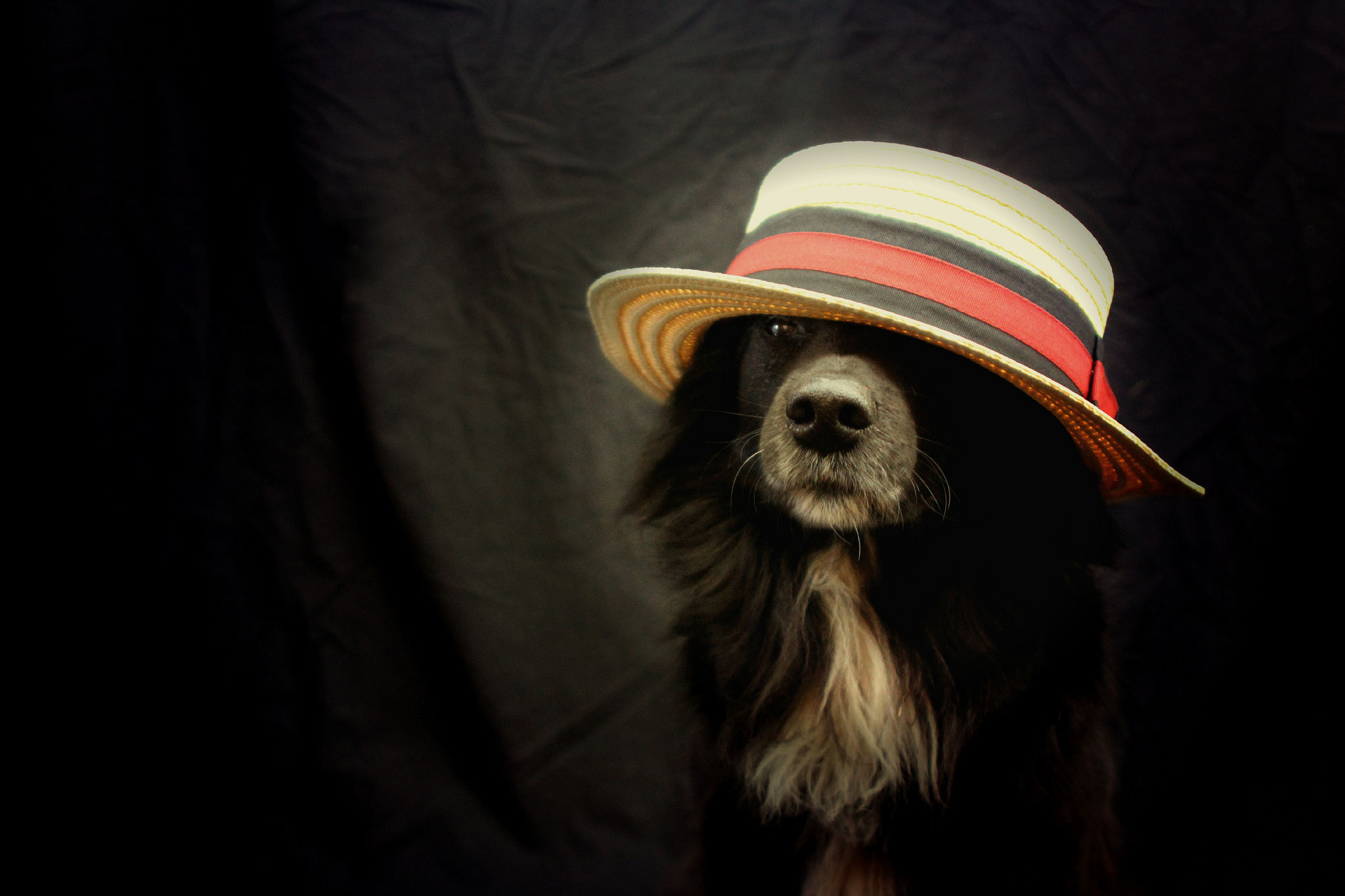 PCデスクトップに動物, 犬, 帽子, ボーダーコリー画像を無料でダウンロード
