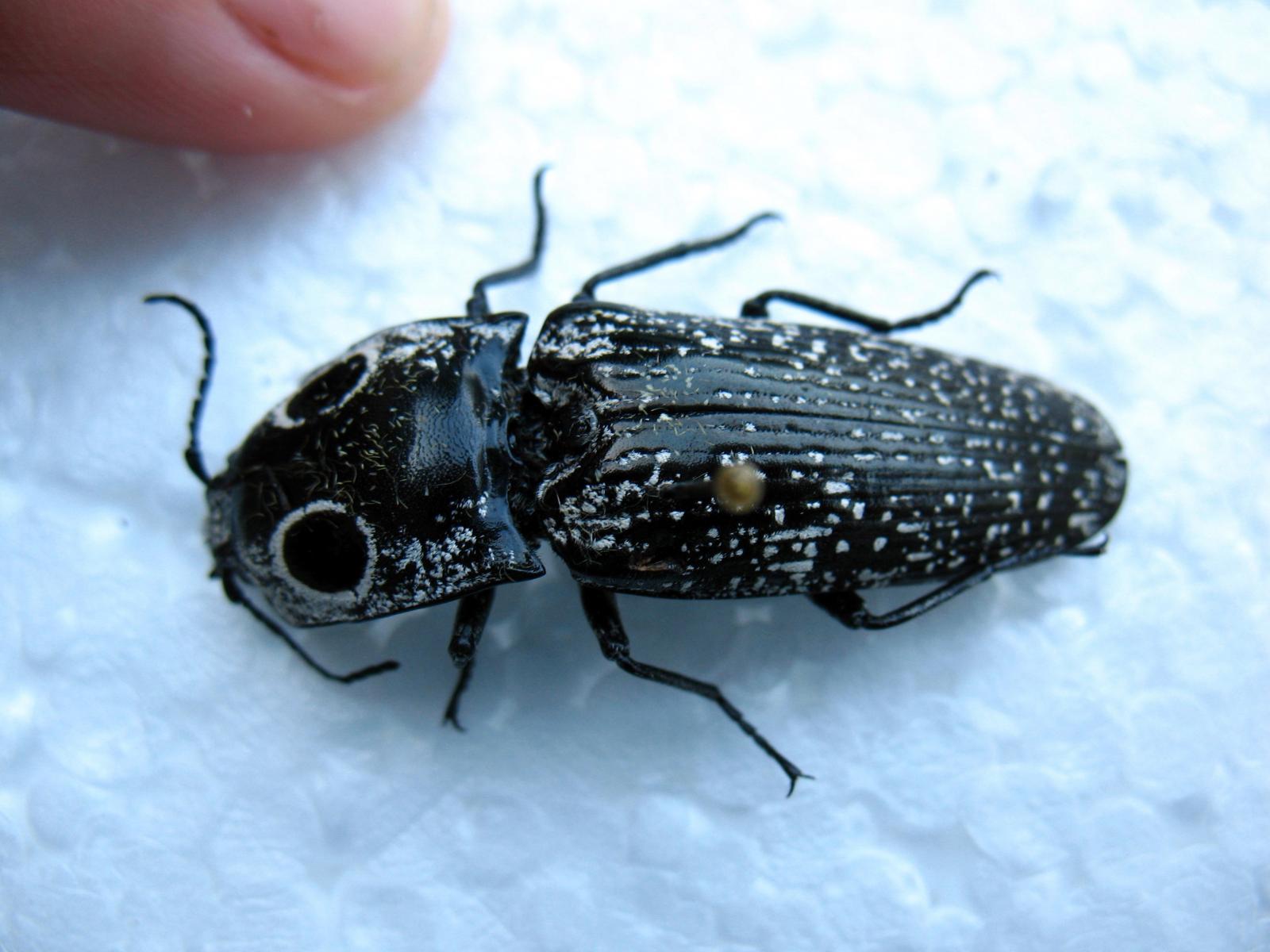 Téléchargez des papiers peints mobile Animaux, Insecte gratuitement.