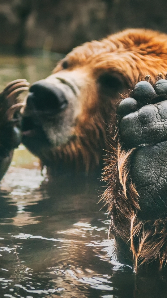 Téléchargez des papiers peints mobile Animaux, Ours gratuitement.