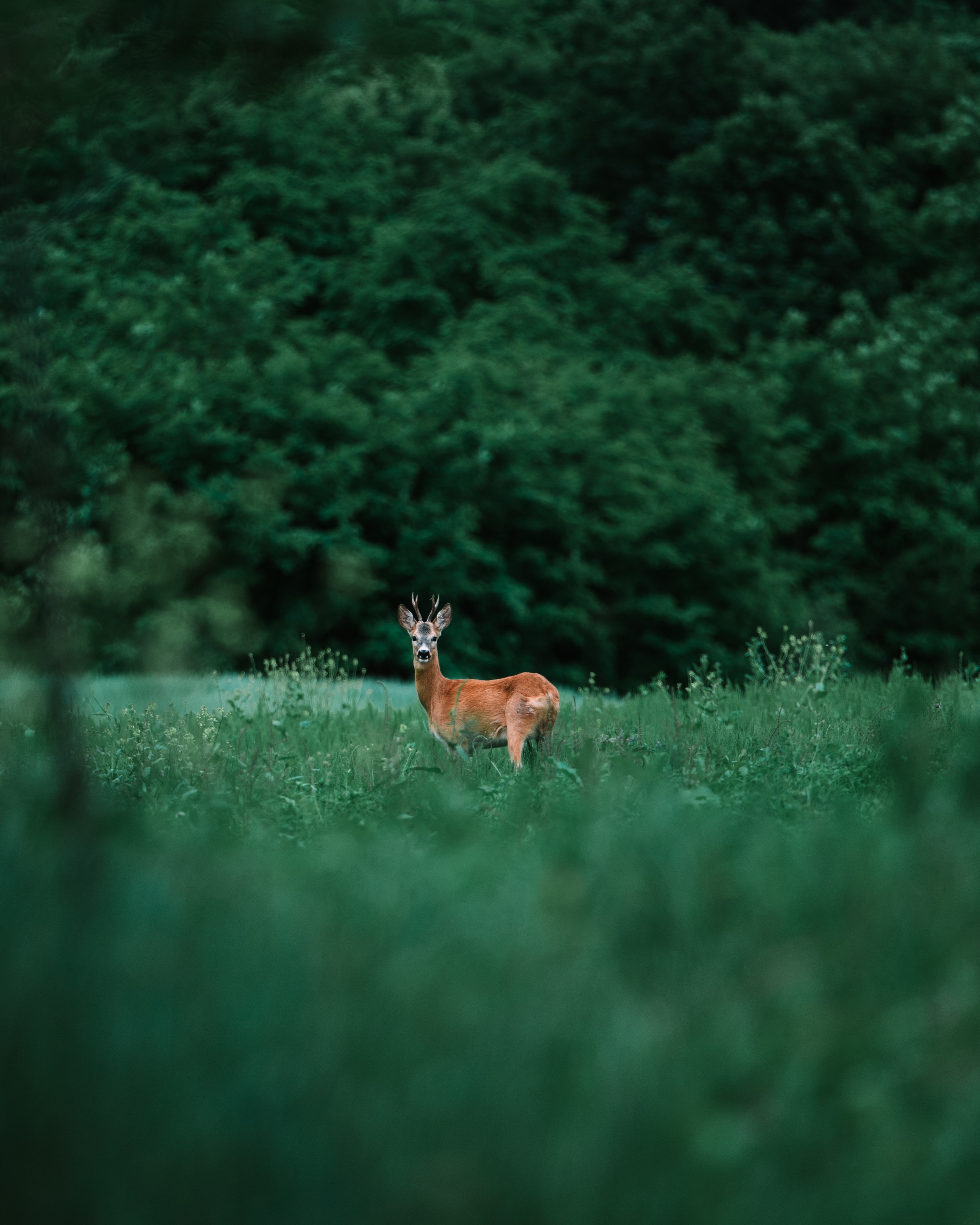animal, animals, grass, sight, opinion, deer Phone Background