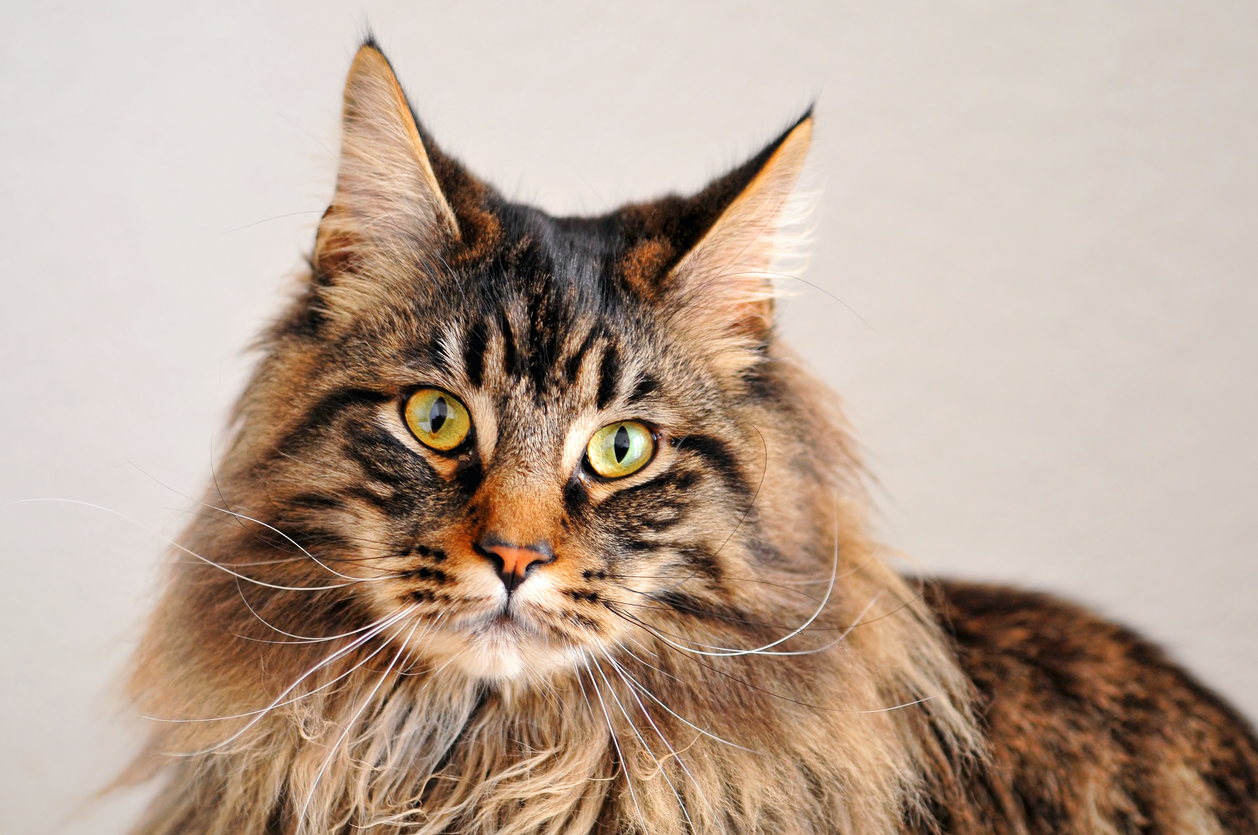 Descarga gratis la imagen Animales, Gatos, Gato, Coon De Maine en el escritorio de tu PC