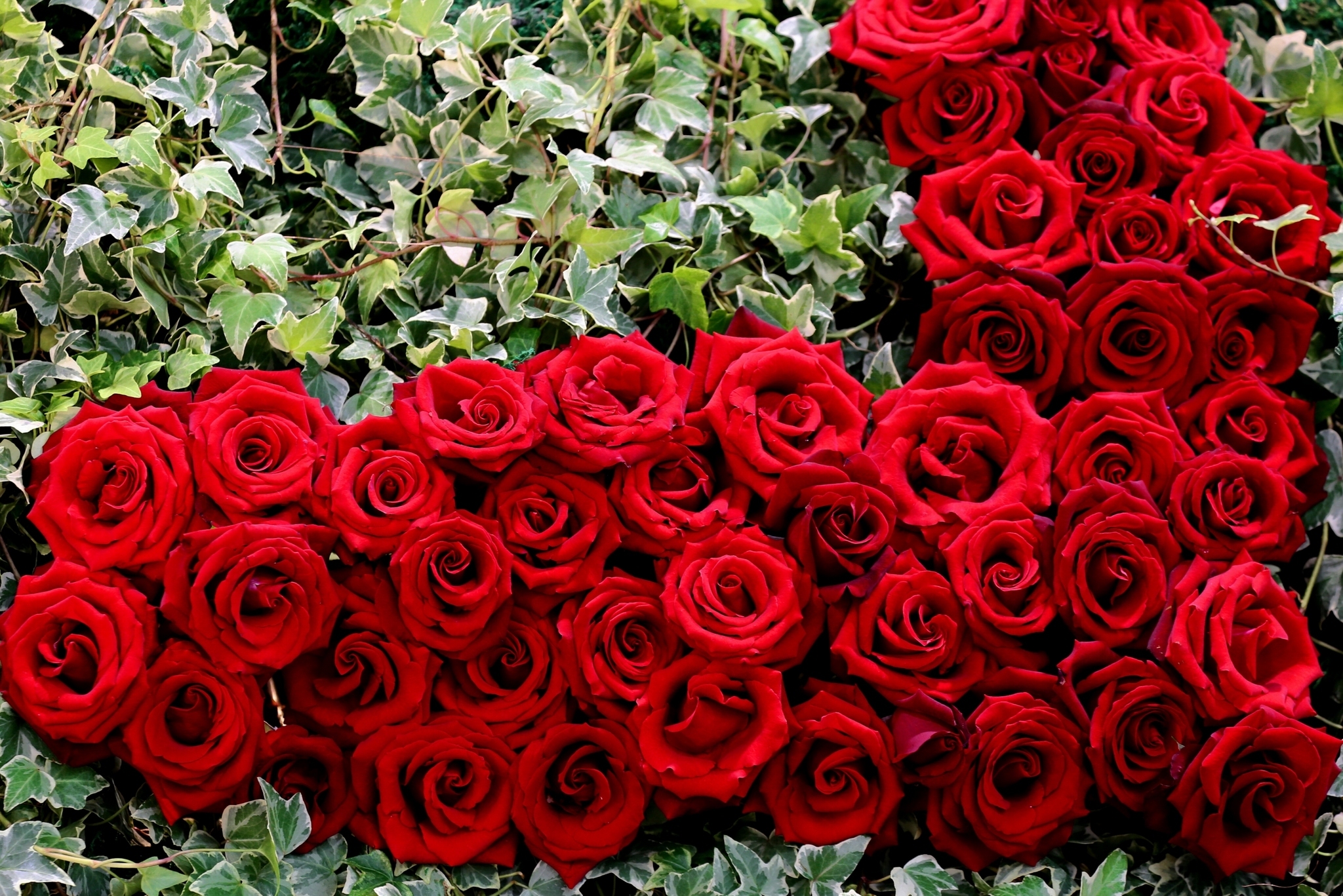 Téléchargez des papiers peints mobile Fleurs, Rose, Fleur, Bourgeon, Rose Rouge, Terre/nature gratuitement.