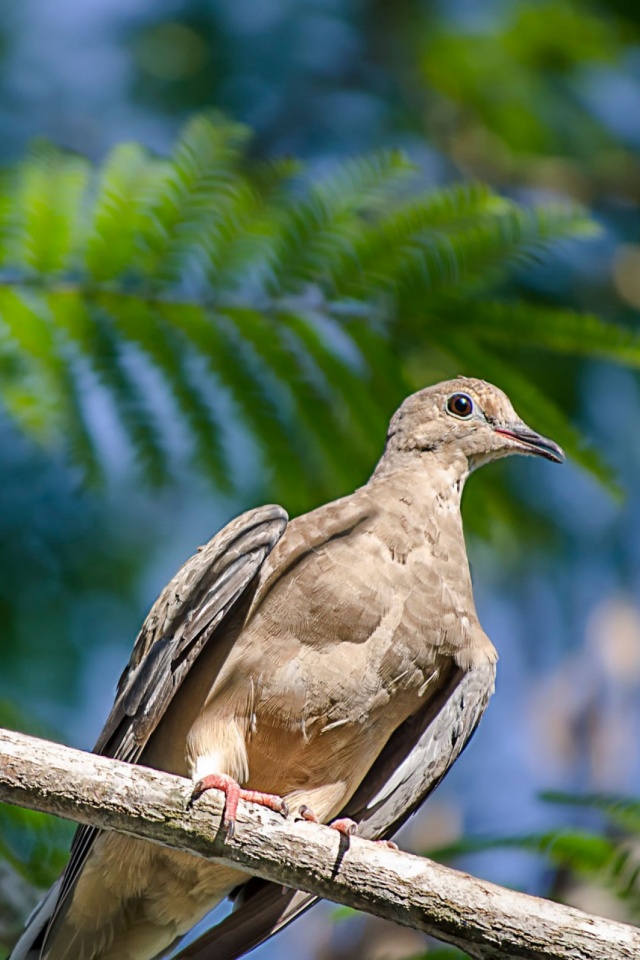 Download mobile wallpaper Birds, Bird, Animal, Dove for free.