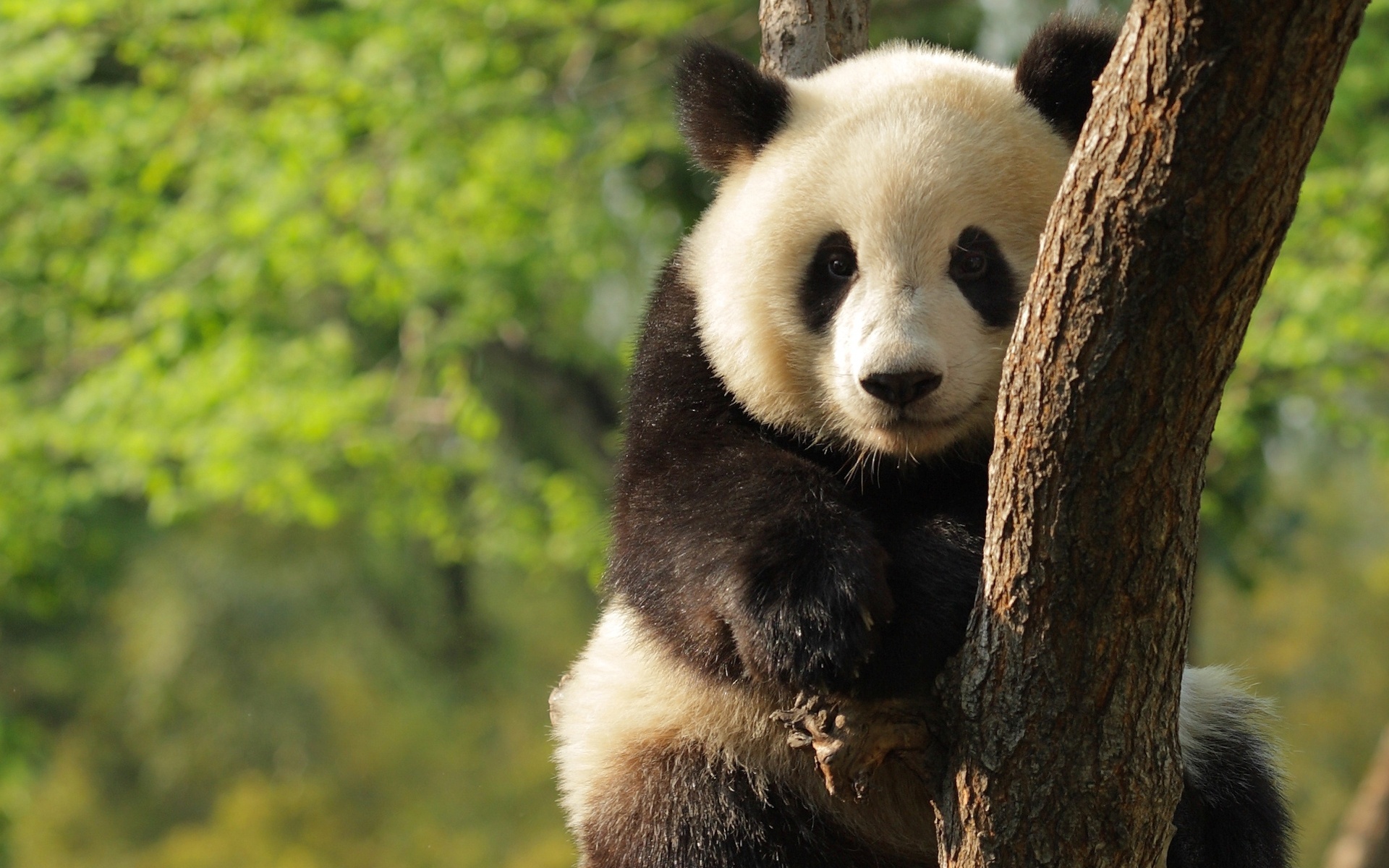 Baixe gratuitamente a imagem Animais, Panda na área de trabalho do seu PC
