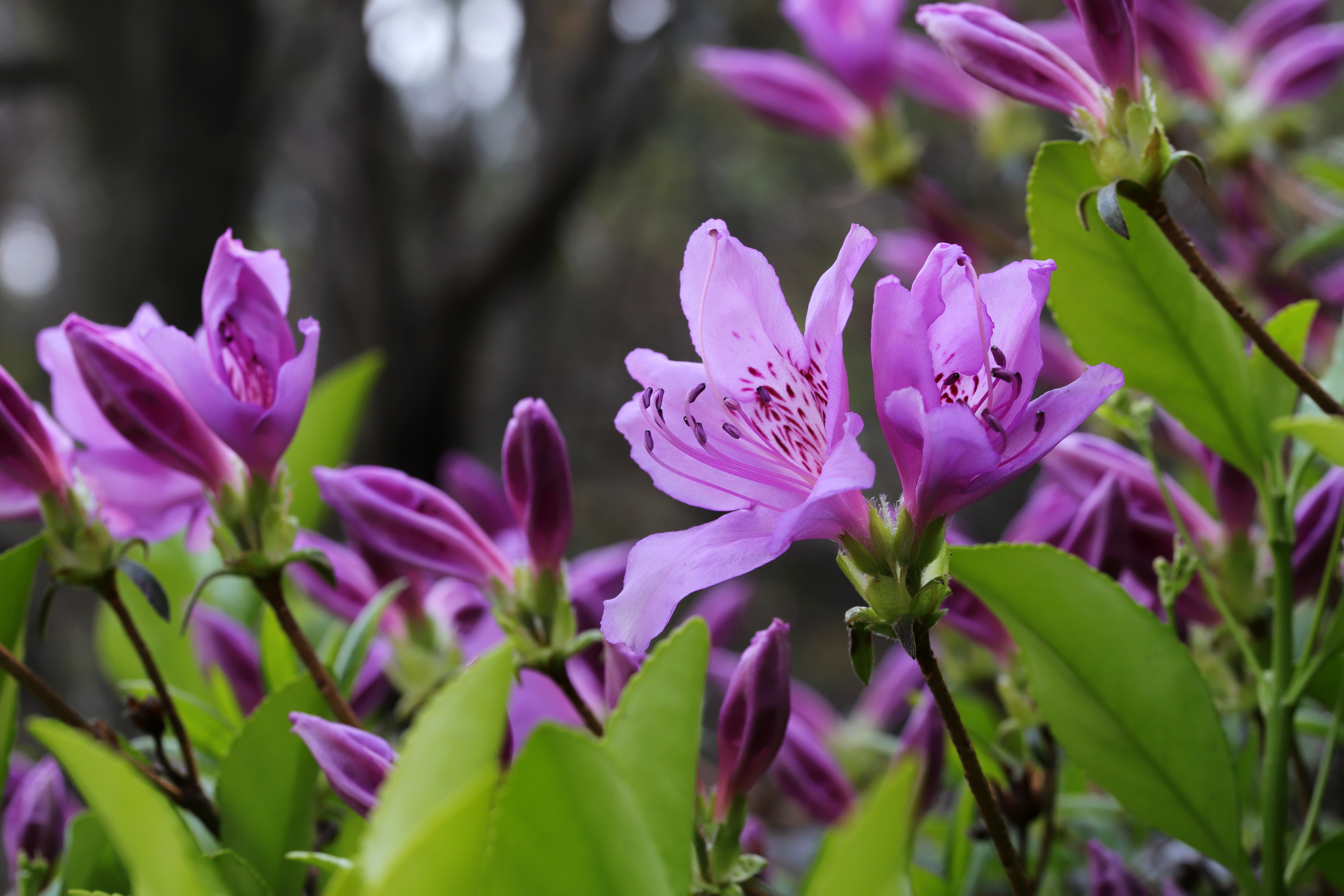 Laden Sie das Lila Blume, Erde/natur, Azaleen-Bild kostenlos auf Ihren PC-Desktop herunter