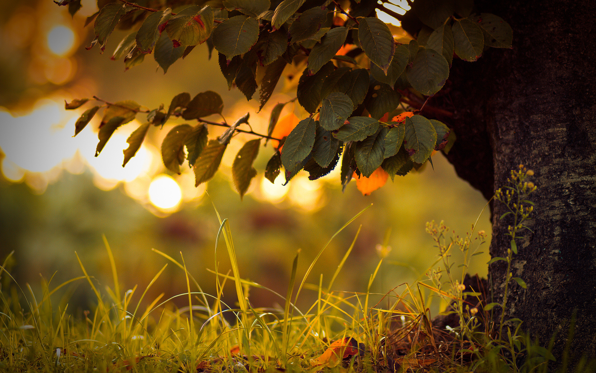 Laden Sie das Baum, Erde/natur-Bild kostenlos auf Ihren PC-Desktop herunter