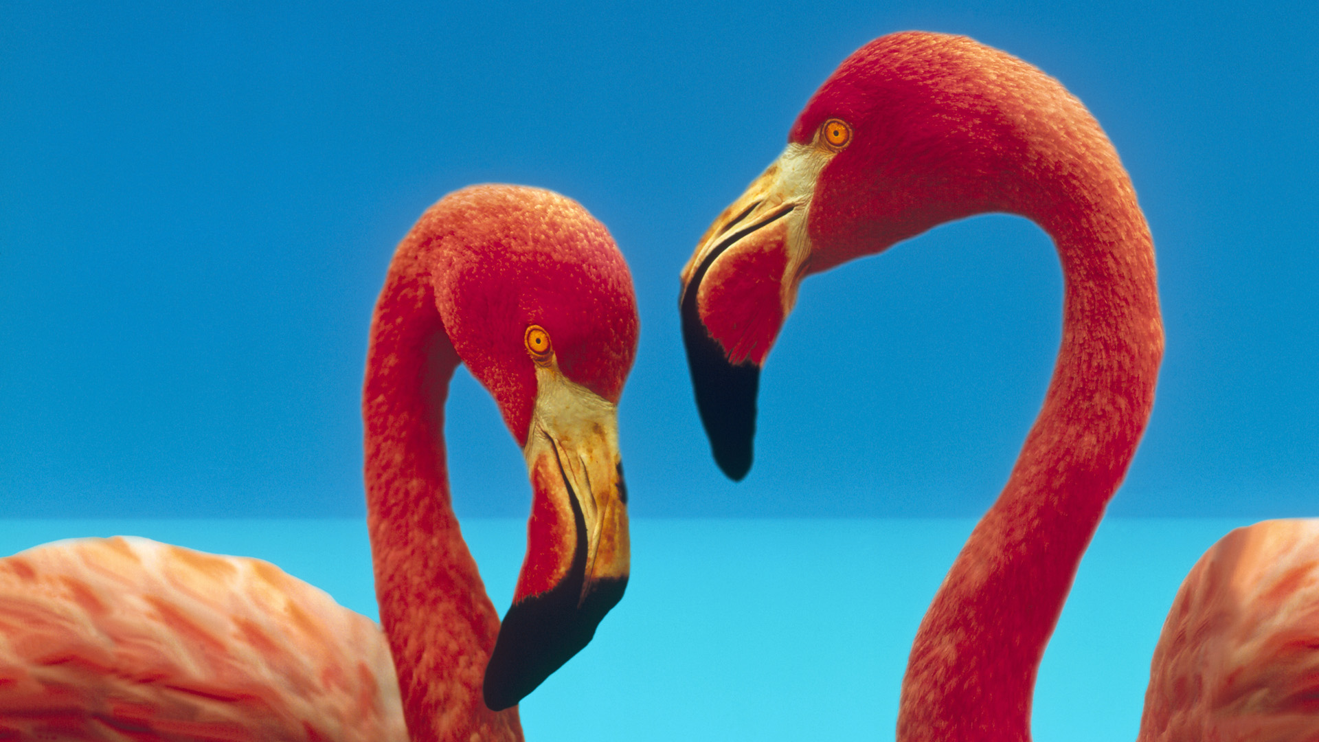 Download mobile wallpaper Flamingo, Birds, Animal for free.