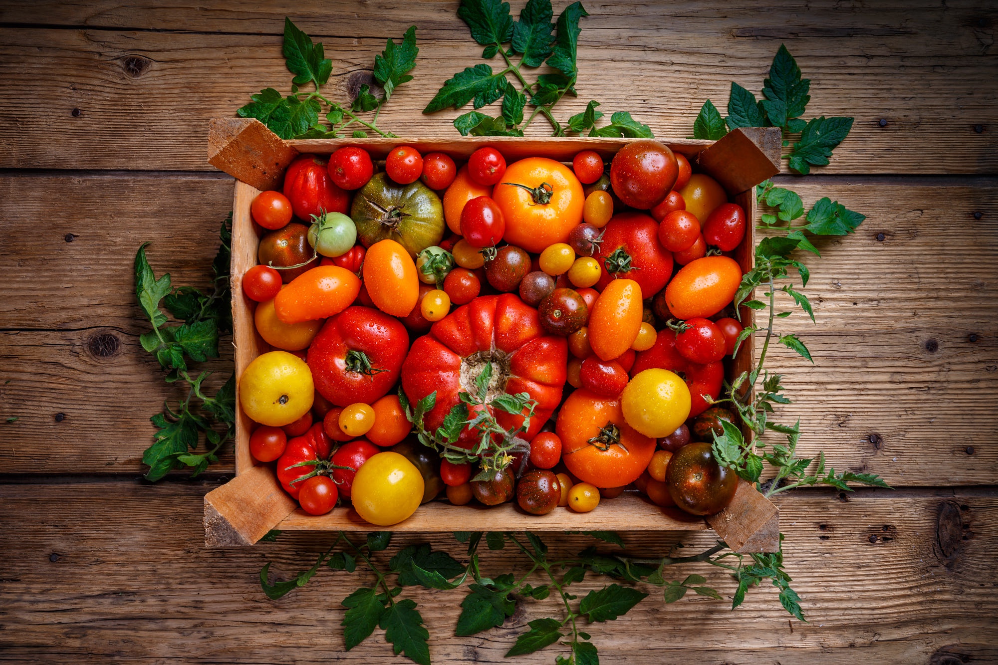 Handy-Wallpaper Tomate, Nahrungsmittel, Früchte kostenlos herunterladen.