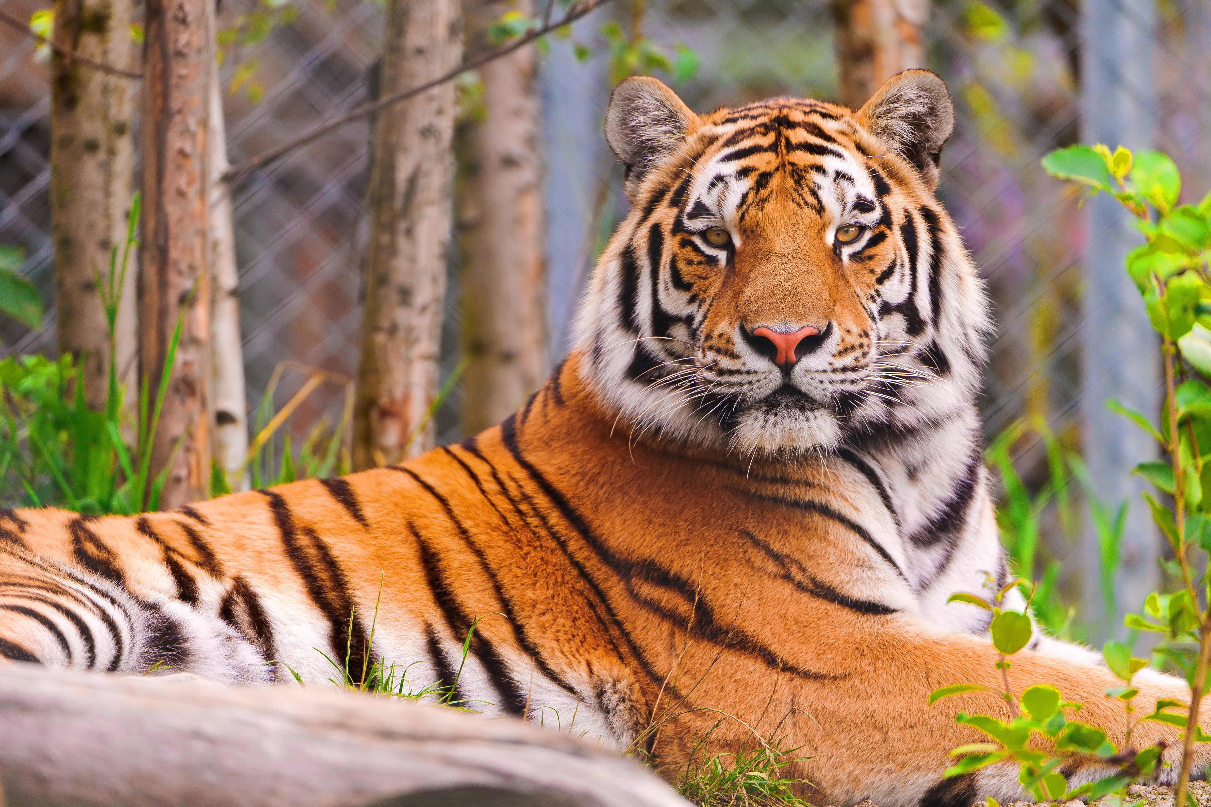 Download mobile wallpaper Animals, Muzzle, Predator, Big Cat, Tiger for free.