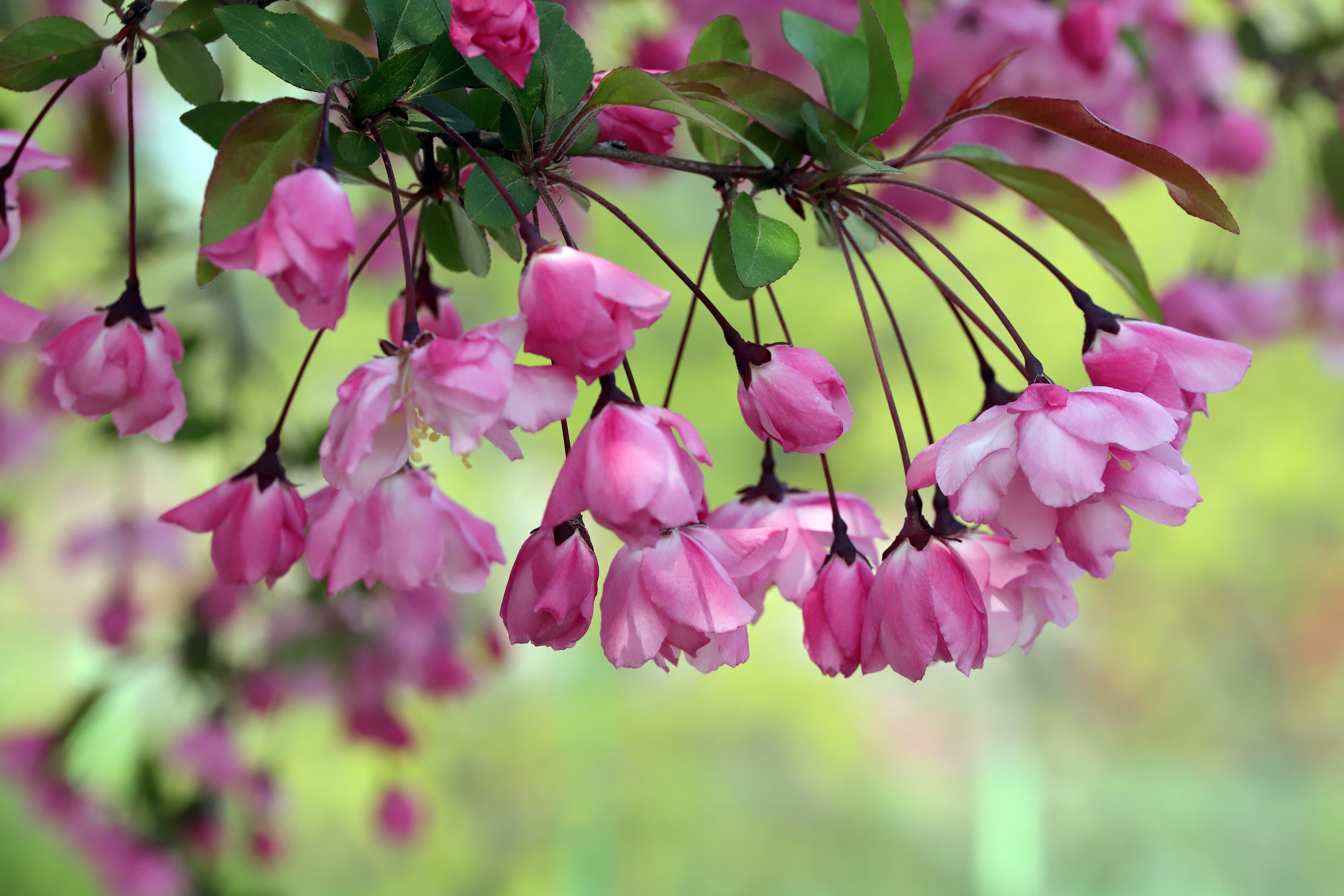 Baixe gratuitamente a imagem Floração, Borrão, Primavera, Terra/natureza, Flor De Maçã na área de trabalho do seu PC