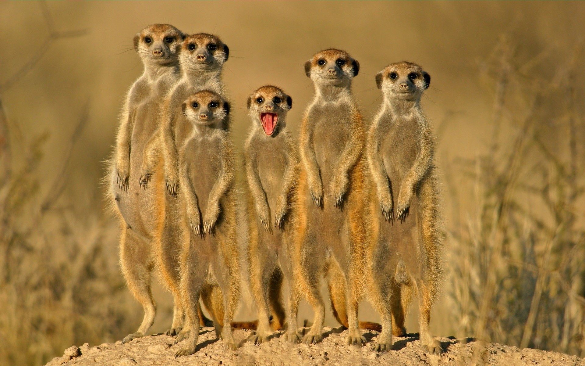 animals, meerkats, crowd, to stand, stand, lots of, multitude, danger