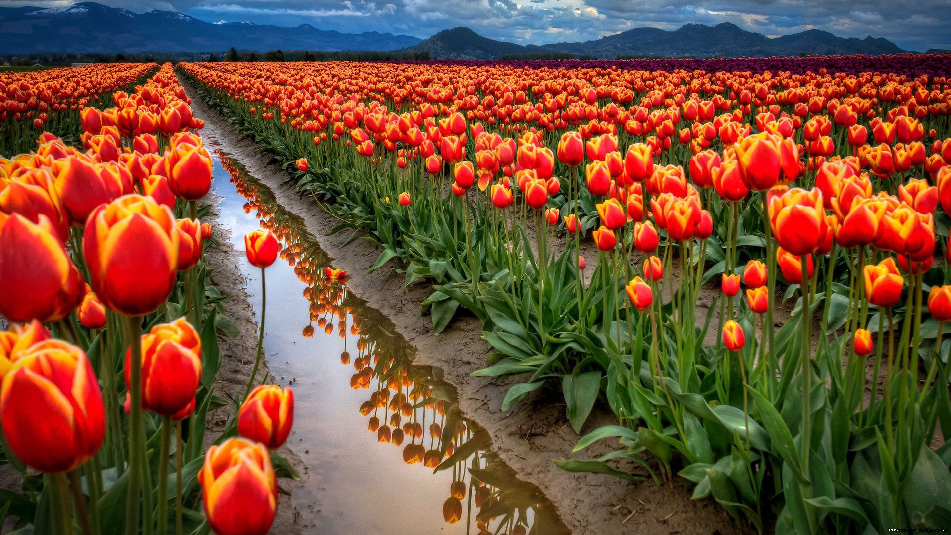 Laden Sie das Tulpen, Blumen, Felder, Pflanzen-Bild kostenlos auf Ihren PC-Desktop herunter