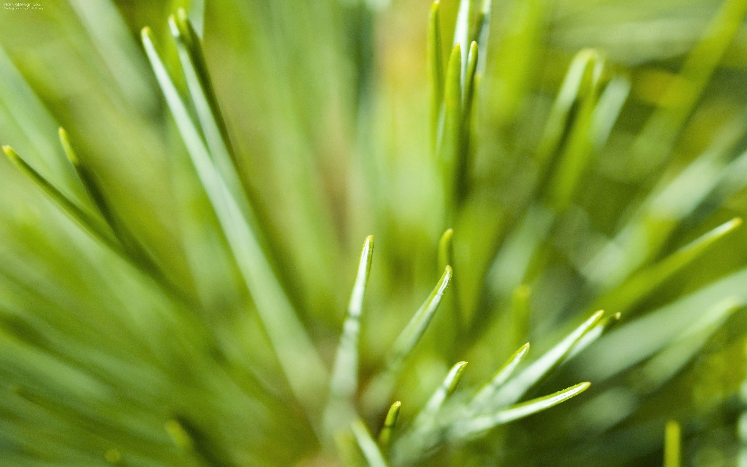 Laden Sie das Grass, Grünen, Makro, Grüne, Pflanze, Licht, Scheinen, Farbe-Bild kostenlos auf Ihren PC-Desktop herunter