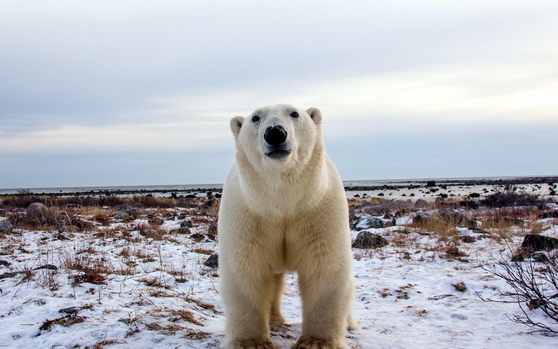 Laden Sie das Schnauze, Sicht, Meinung, Polarbär, Tiere, Eisbär-Bild kostenlos auf Ihren PC-Desktop herunter