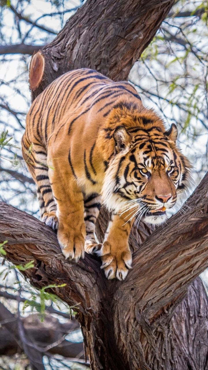 Handy-Wallpaper Tiere, Katzen, Tiger kostenlos herunterladen.