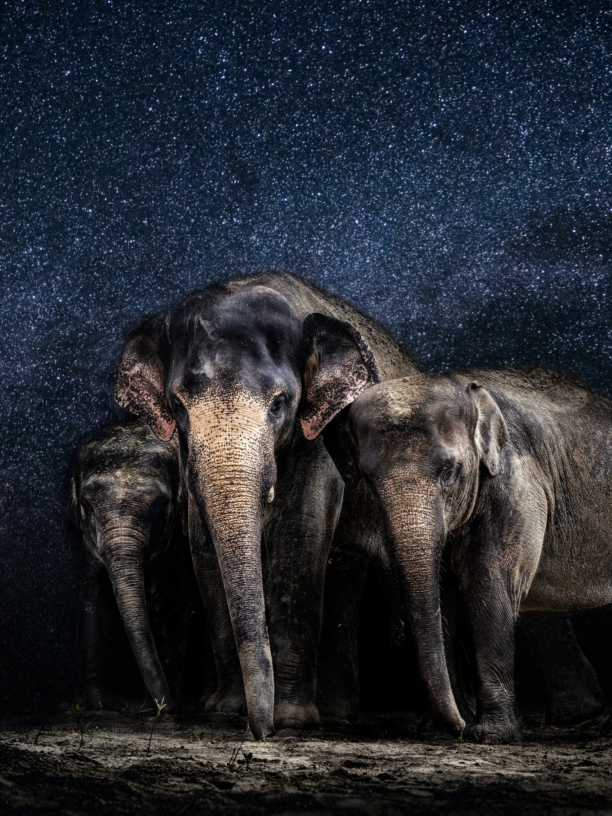 Handy-Wallpaper Tiere, Elefanten, Asiatischer Elefant kostenlos herunterladen.