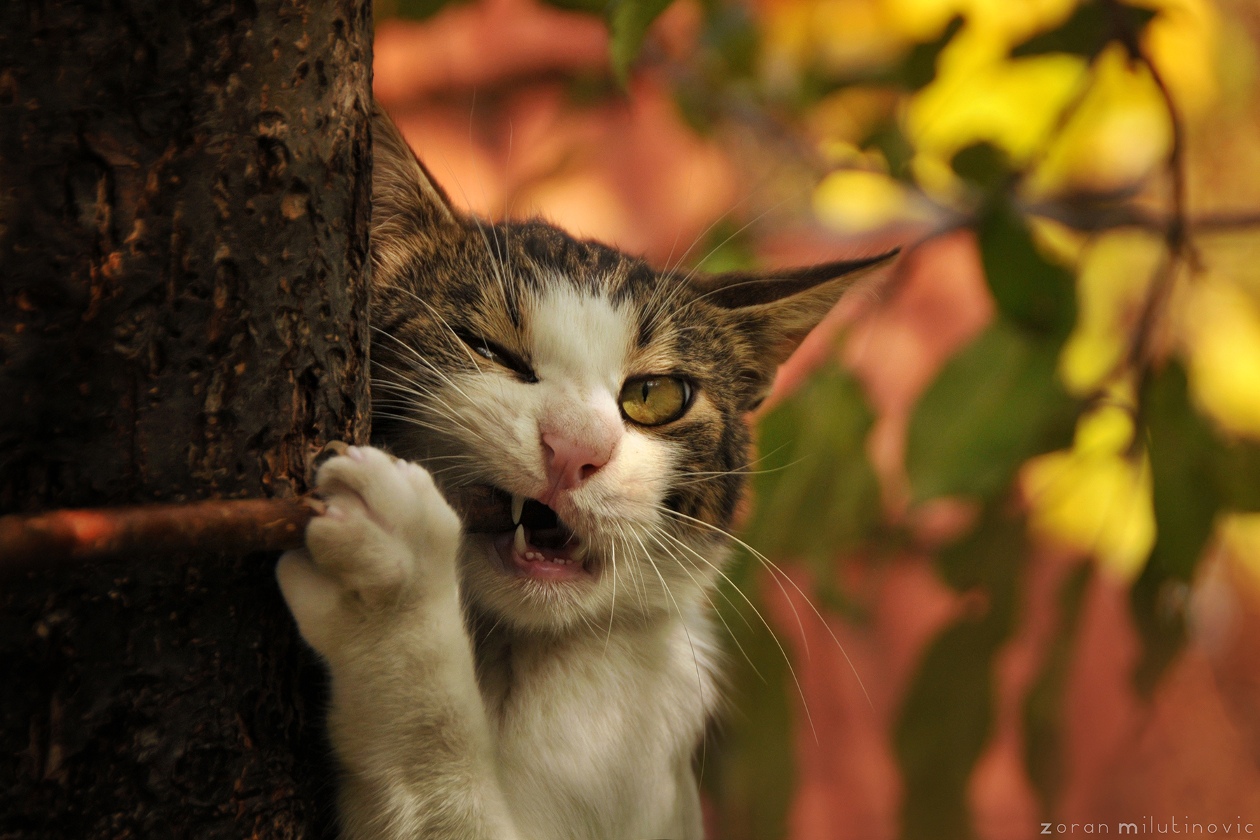 Baixe gratuitamente a imagem Animais, Gato na área de trabalho do seu PC