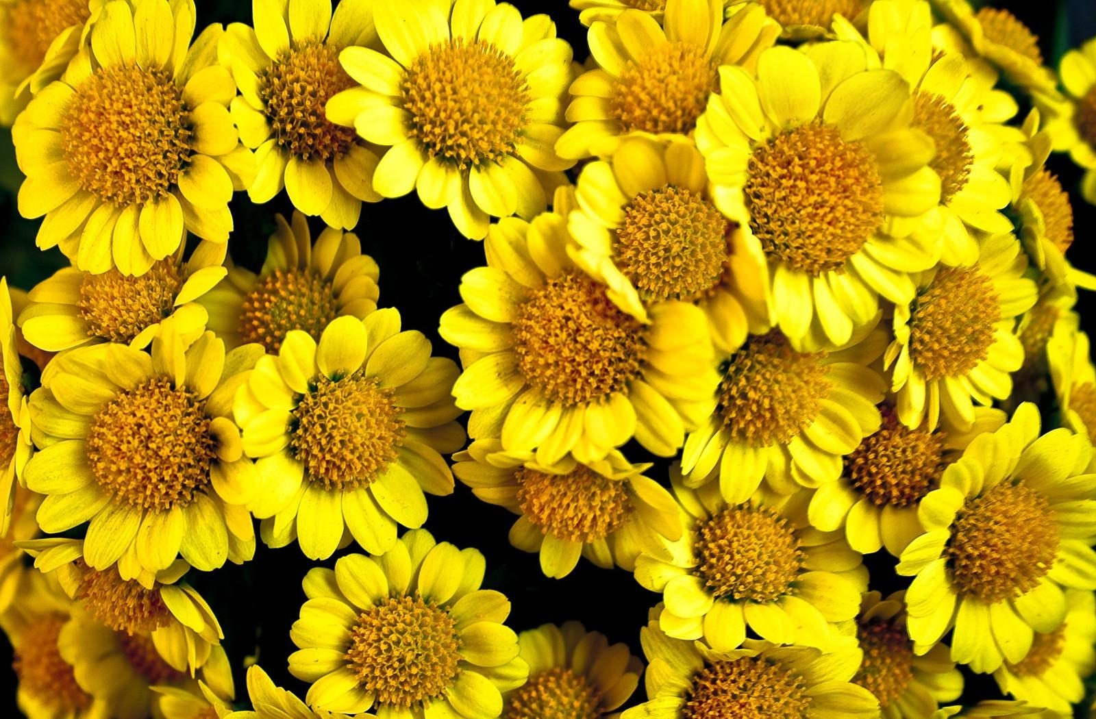 57122 завантажити картинку квіти, жовтий, закри, крупний план, сонячні, со́нячний - шпалери і заставки безкоштовно