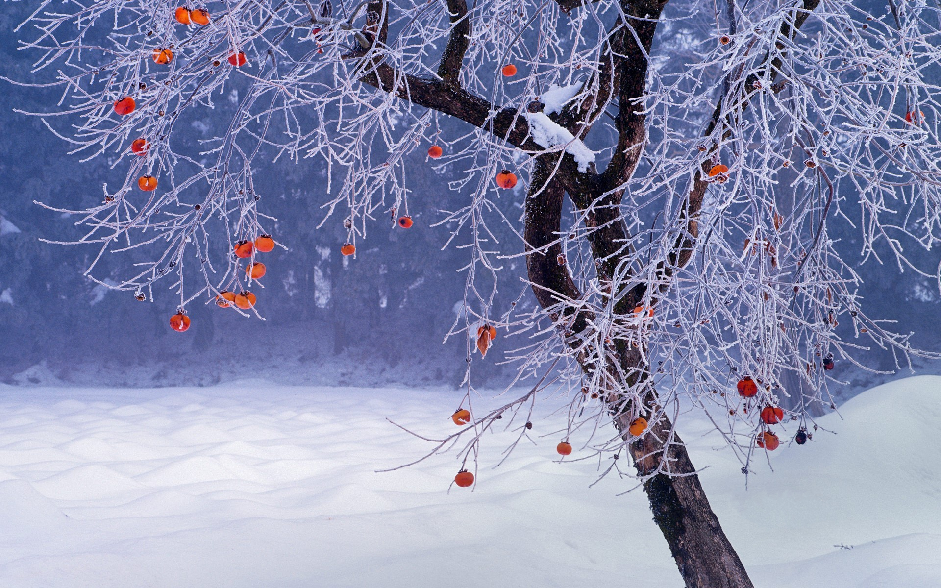 Скачать обои бесплатно Зима, Деревья, Снег, Дерево, Земля/природа картинка на рабочий стол ПК