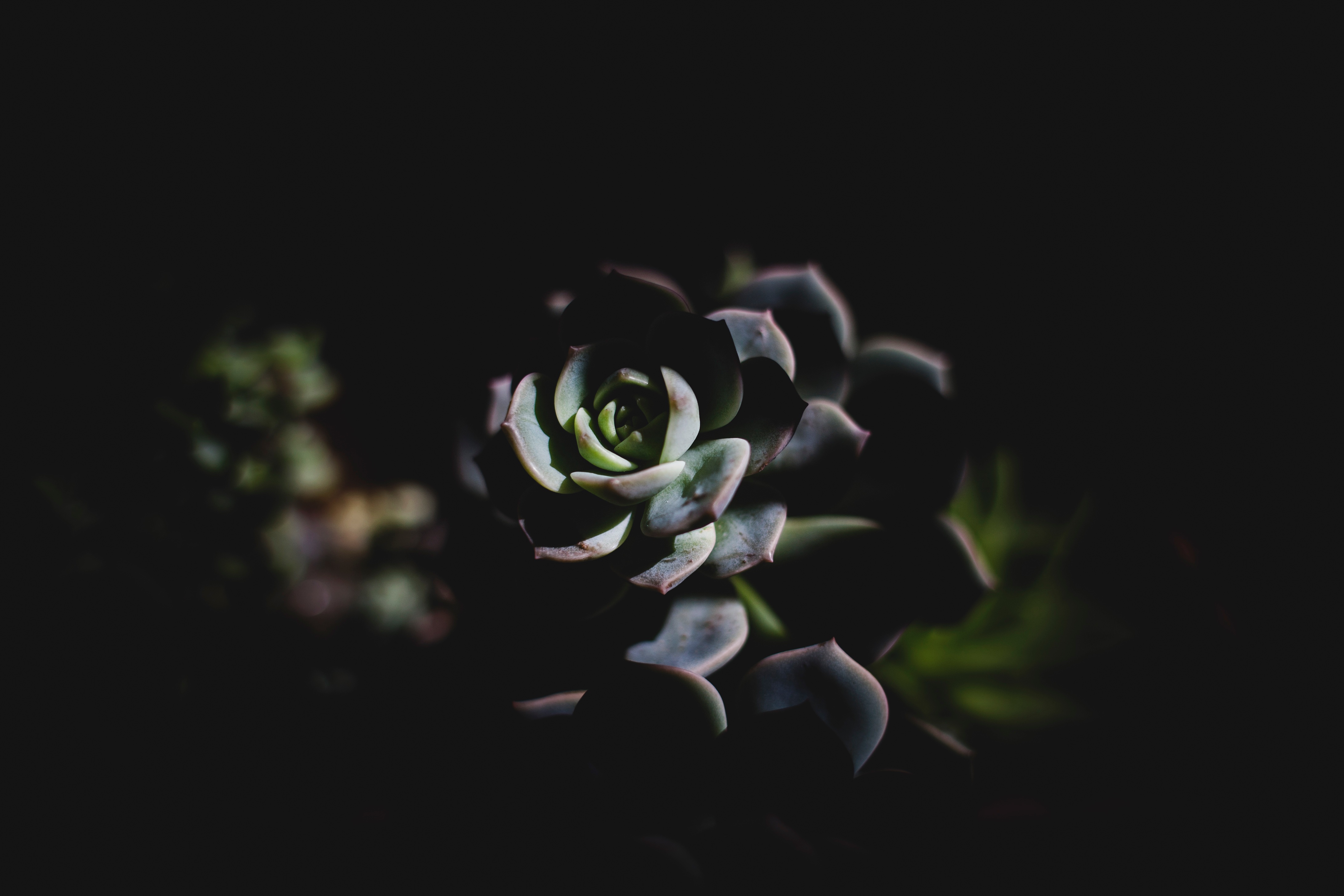 dark, shadow, succulent, echeveria, ekheveria