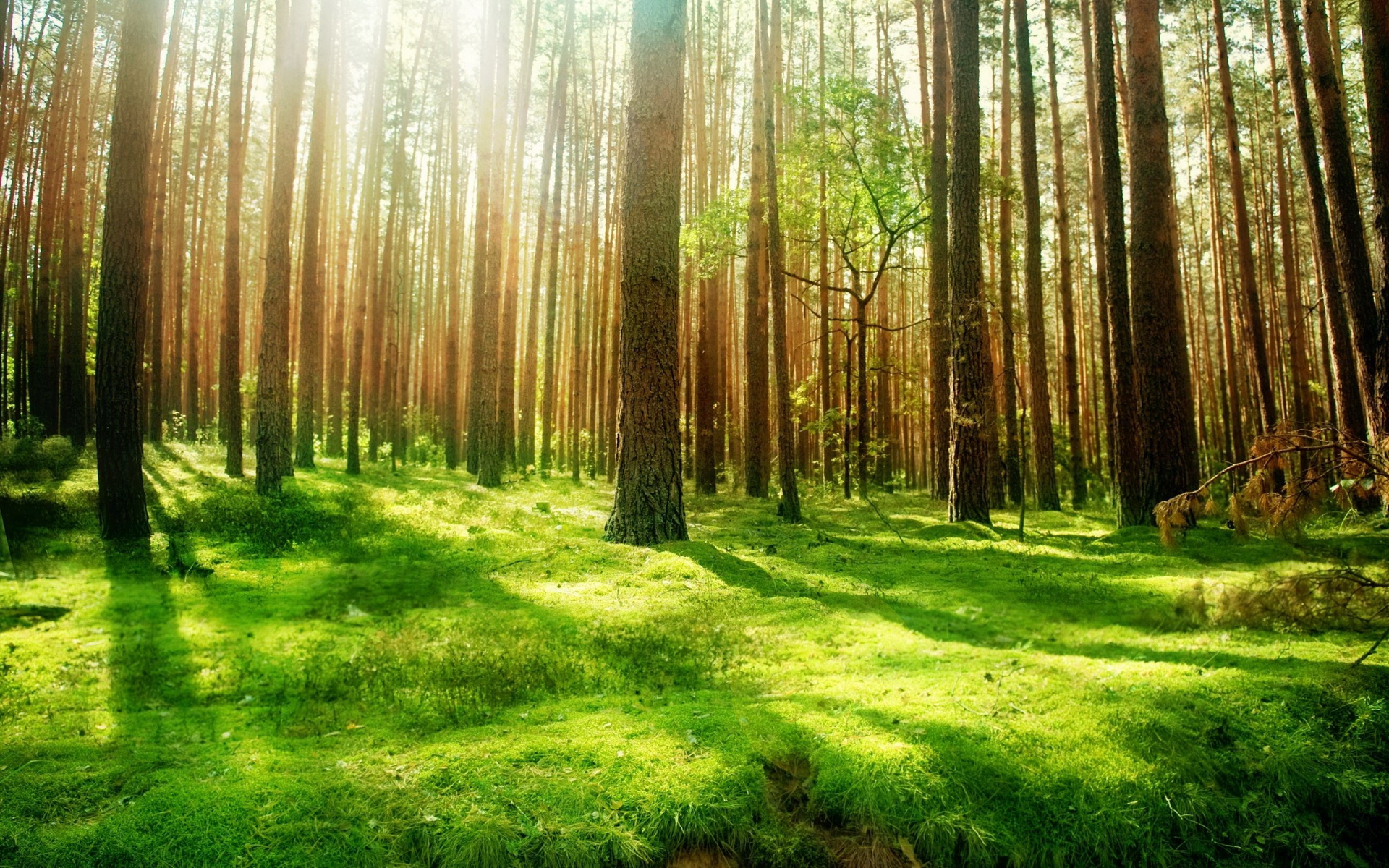 Téléchargez des papiers peints mobile Forêt, Terre/nature gratuitement.