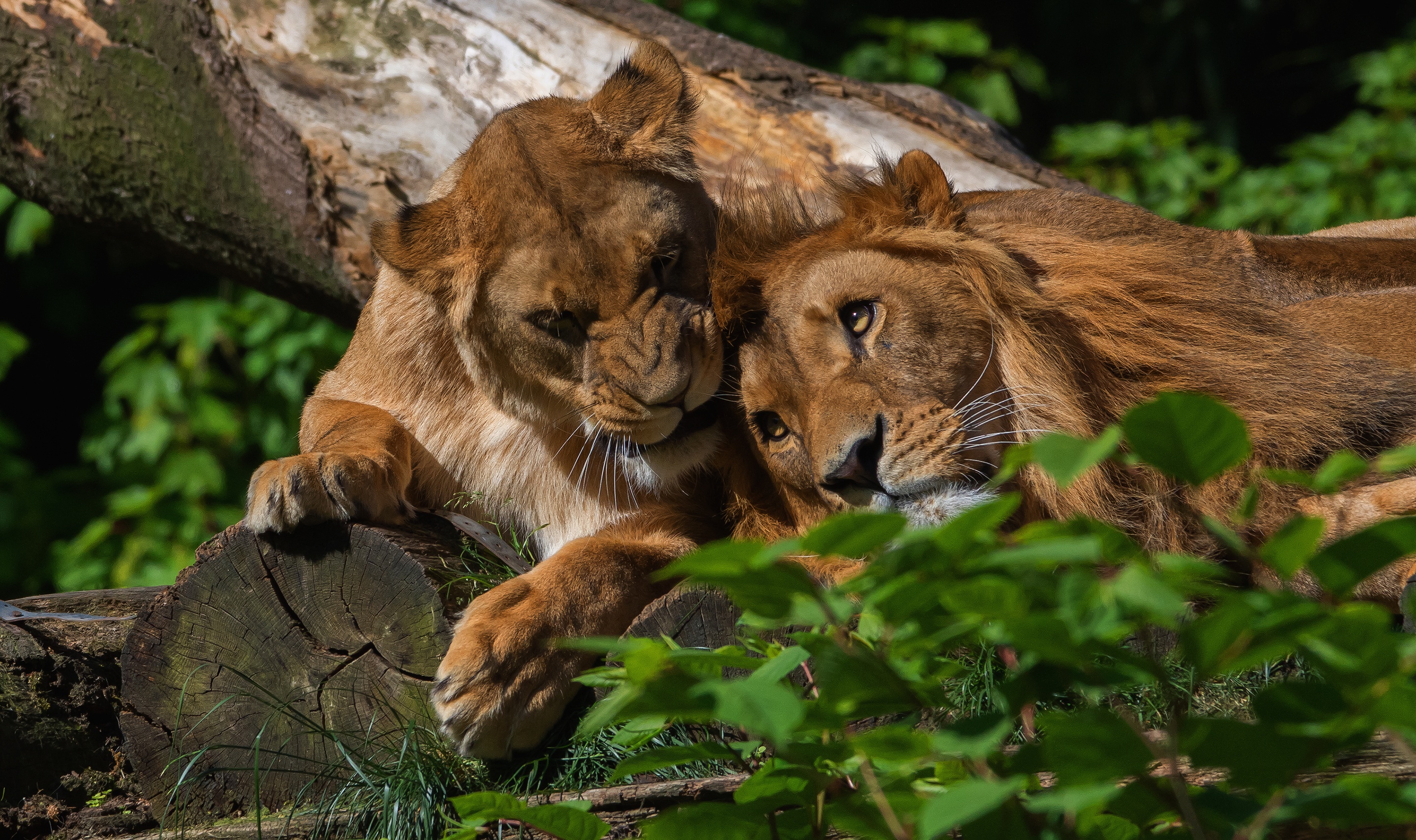 Téléchargez des papiers peints mobile Animaux, Chats, Lion gratuitement.