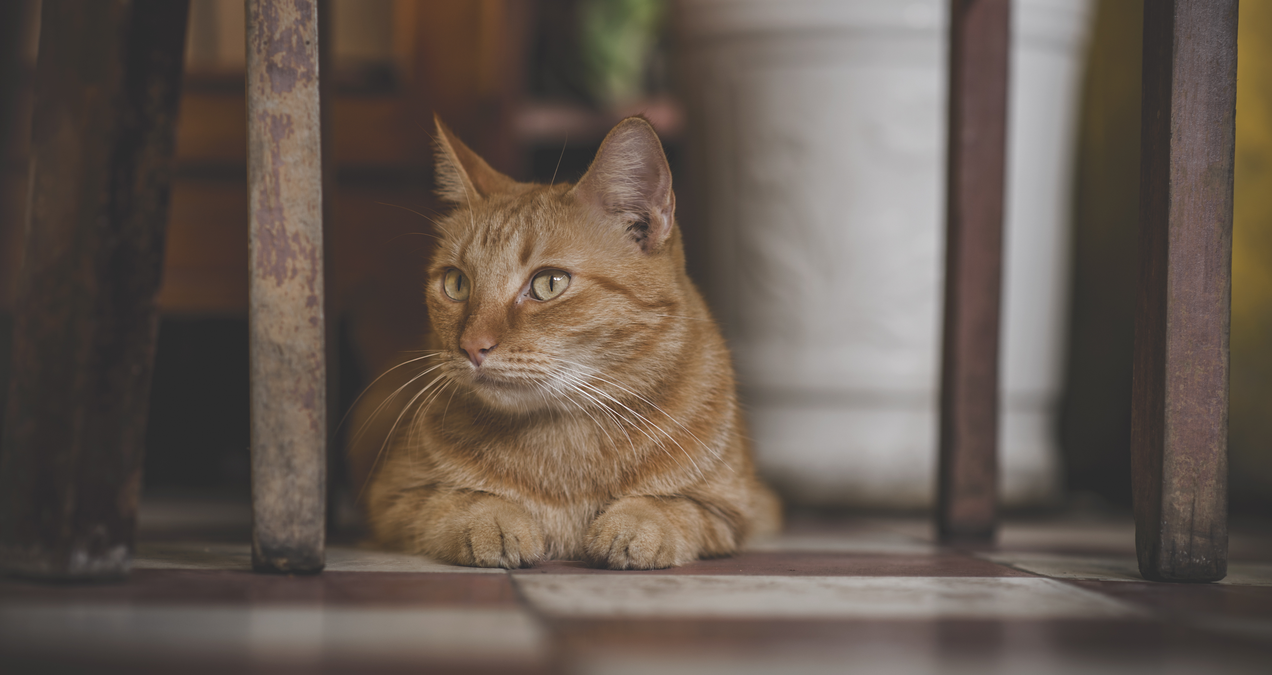 Téléchargez gratuitement l'image Animaux, Chats, Chat sur le bureau de votre PC